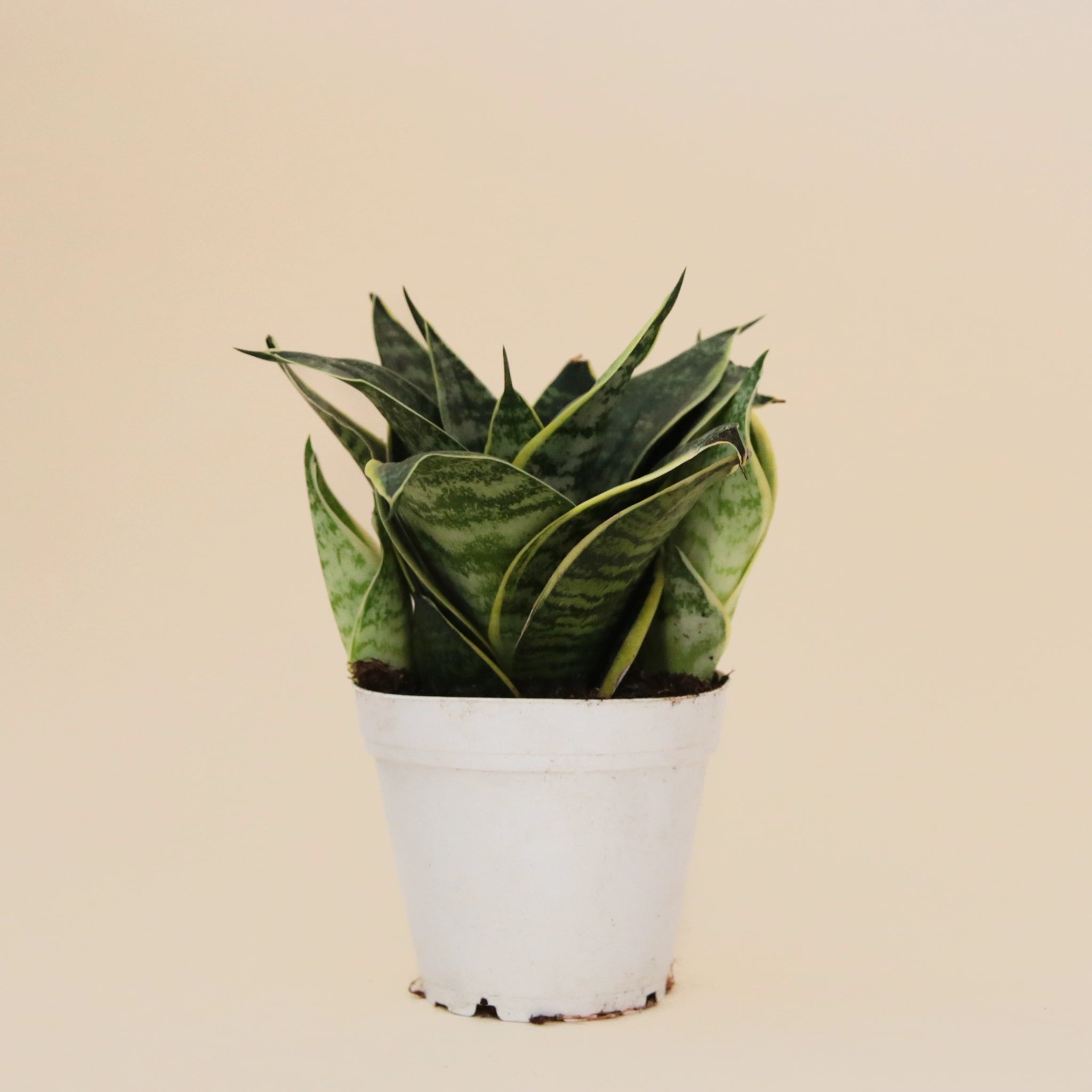 On a neutral background is a Sansevieria Ocean plant.