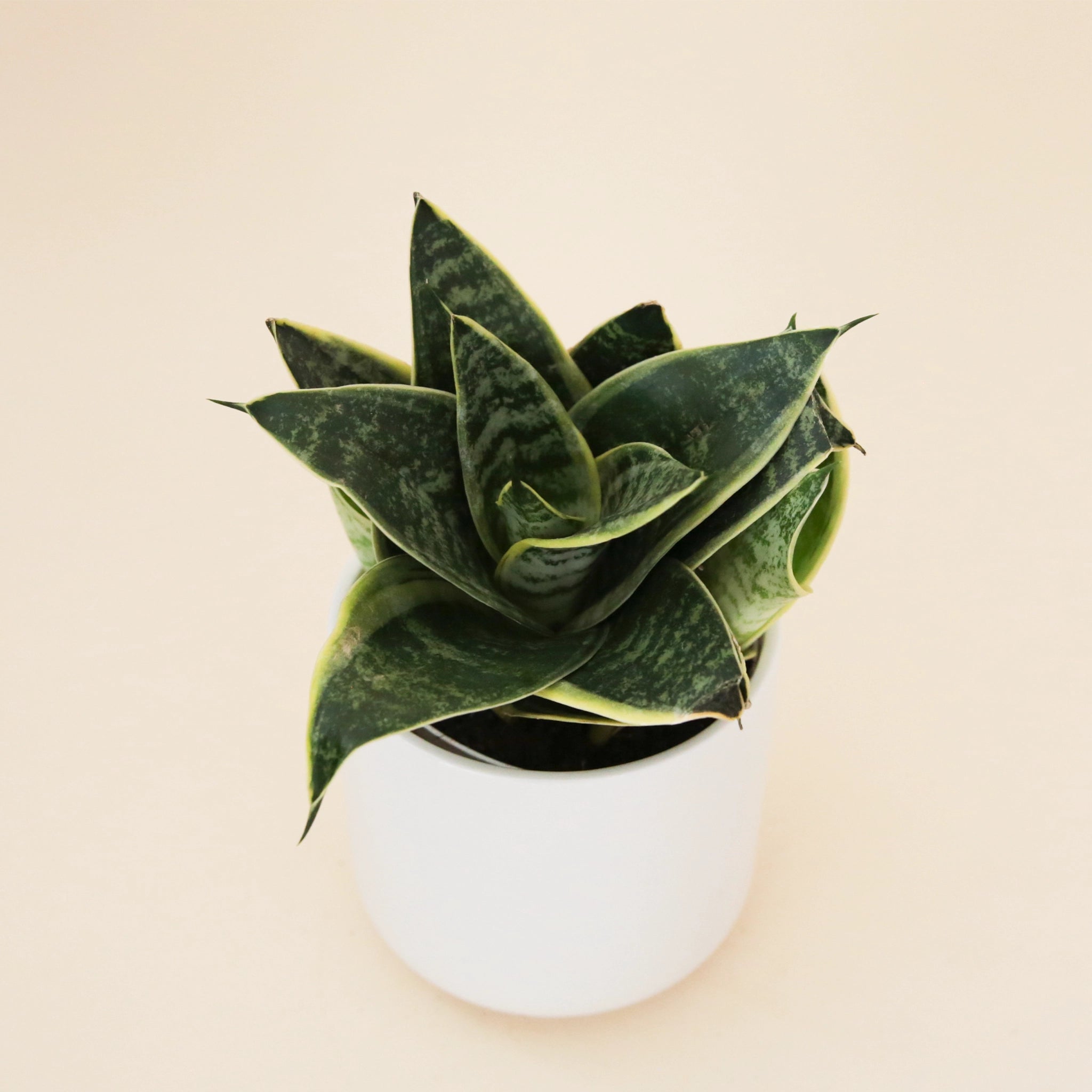 On a neutral background is a Sansevieria Ocean plant in a white ceramic planter not included with purchase. 
