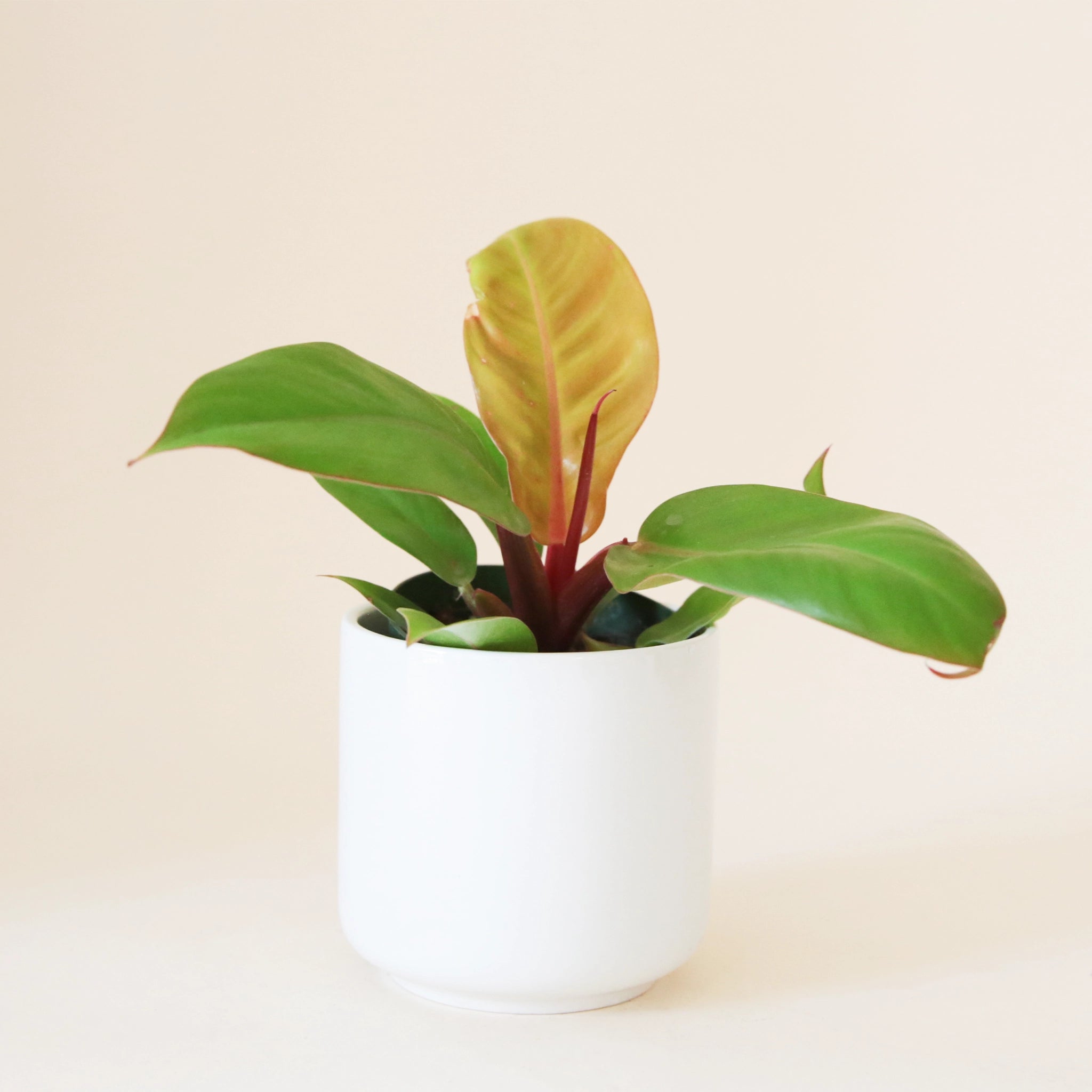 On a neutral background is a Philodendron Orange with one orange leaf and two green. 