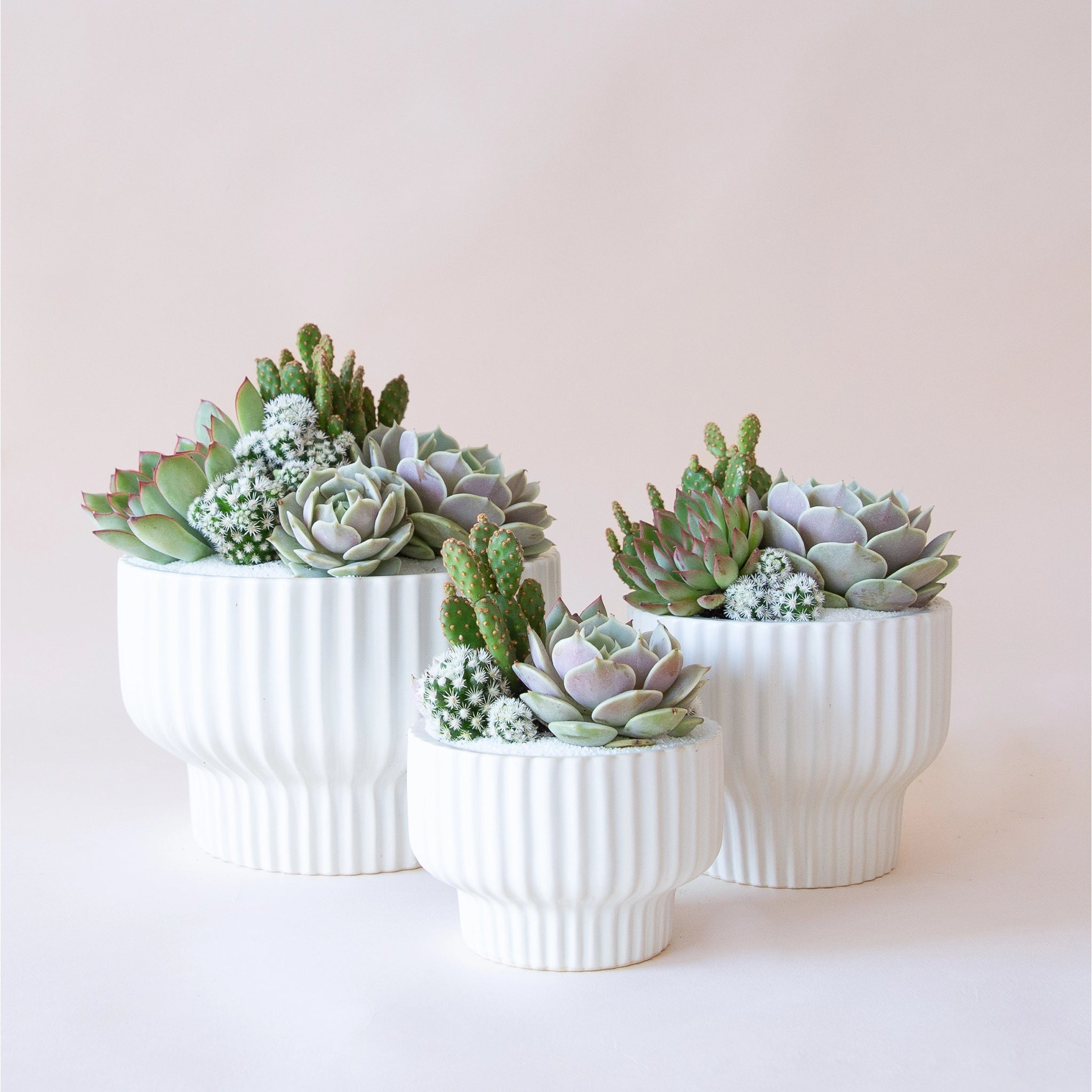 On a neutral background is a white ribbed pedestal planter in three different sizes filled with cactus and succulent arrangements. 