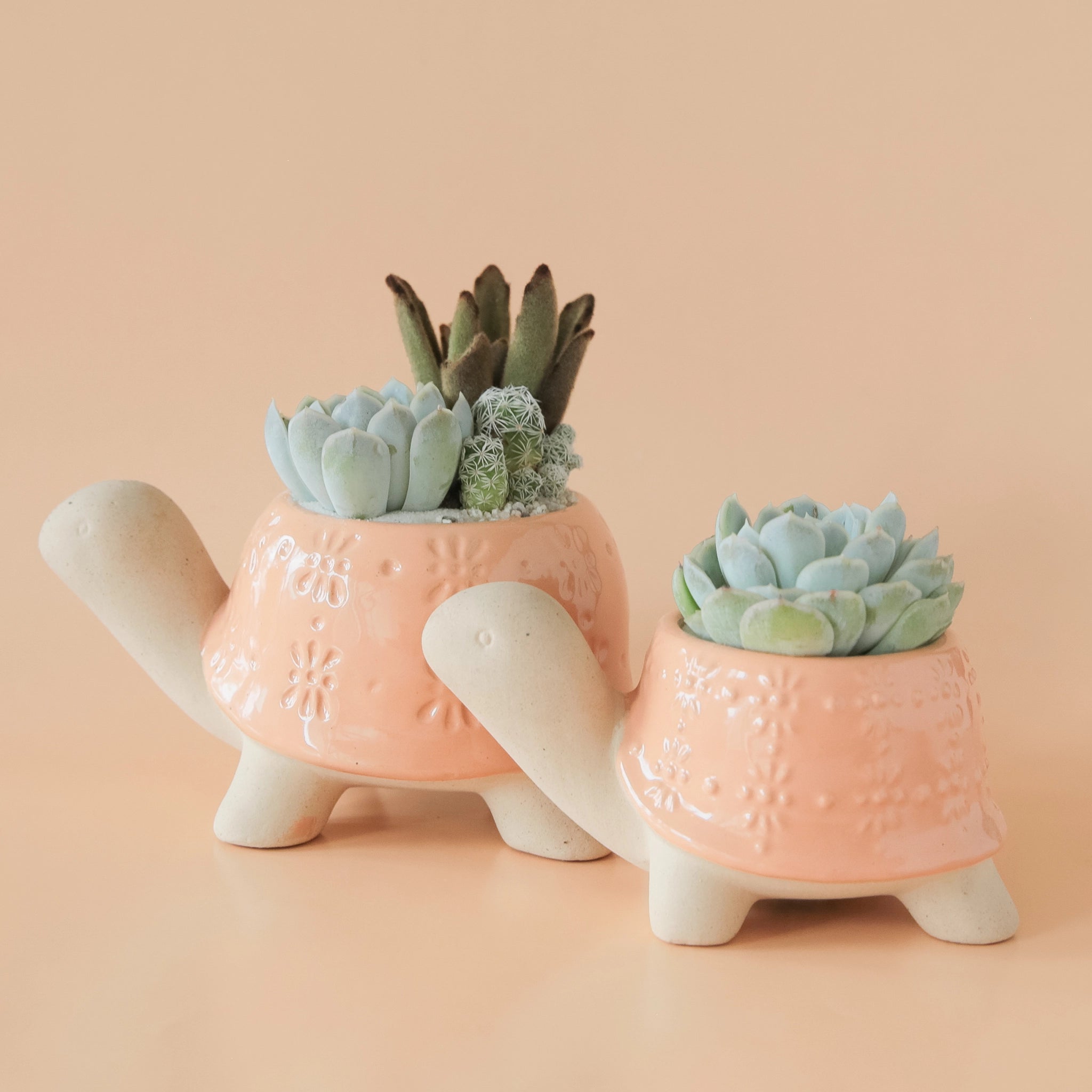 On a peachy background is two different sized ceramic planters in the shape of a turtle with a light orange "shell" that has a subtle floral texture. The planters are filled with succulents and cacti that are sold separately.