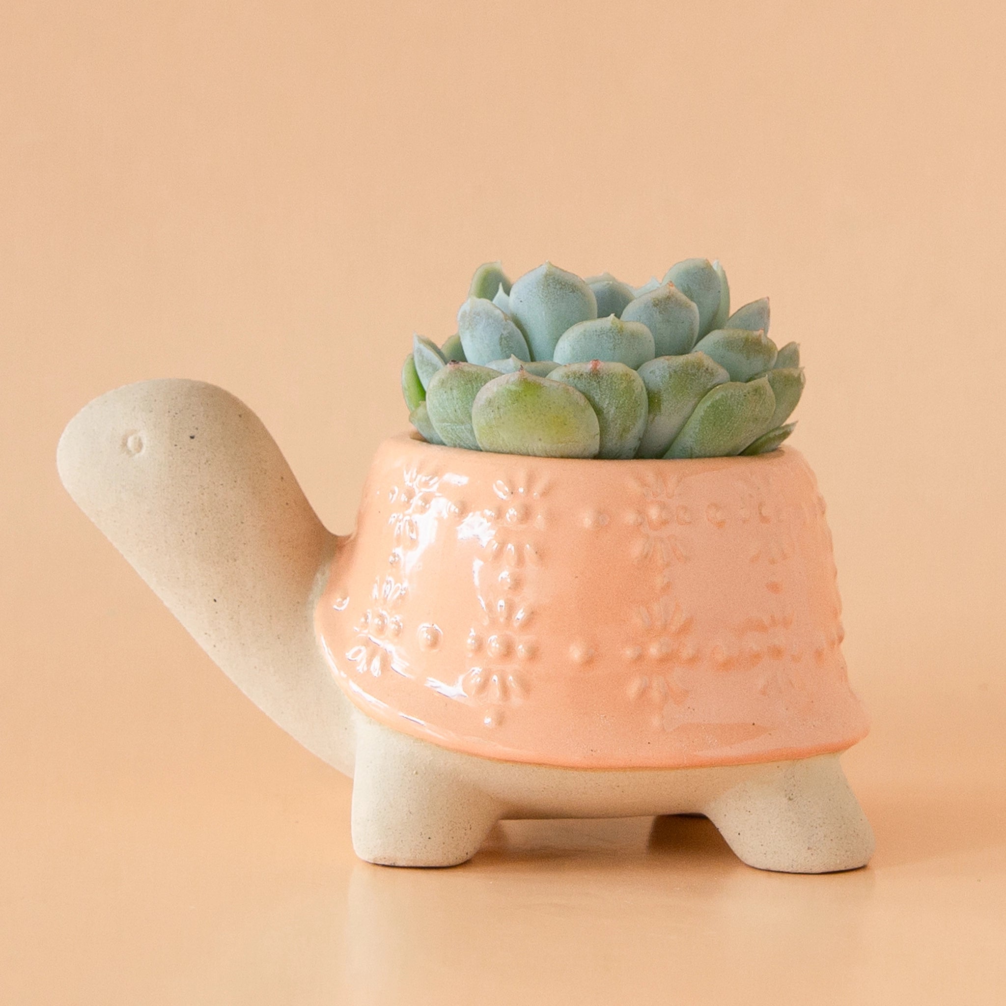 On a light peachy background is a ceramic planter in the shape of a turtle with a light orange &quot;shell&quot; that has a subtle floral texture on it. Here is is photographed with a succulent planted inside which is sold separately.