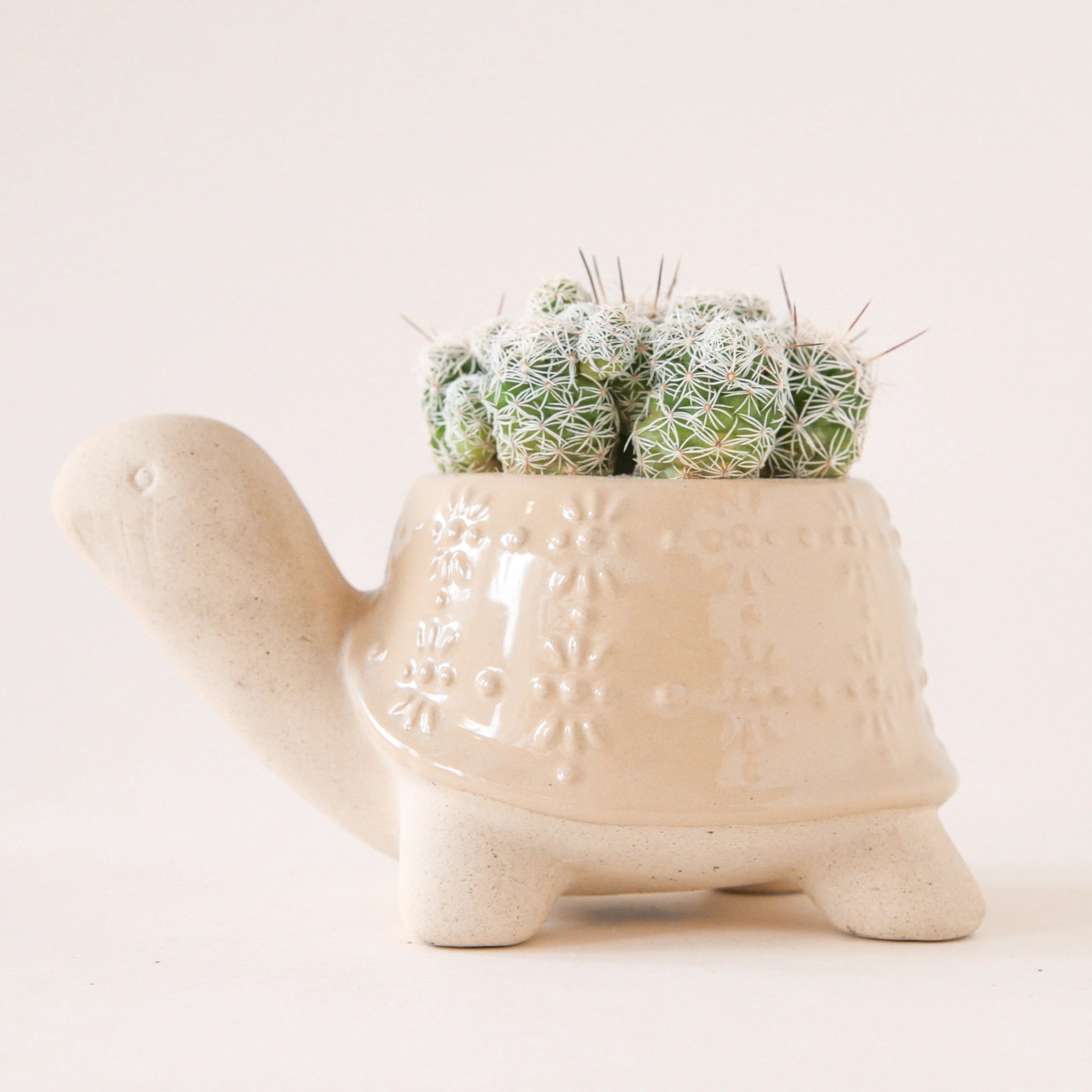 On a white background is a ceramic planter in the shape of a turtle with a light tan &quot;shell&quot; with a subtle floral print and filled in this photo with various cacti not included with purchase.