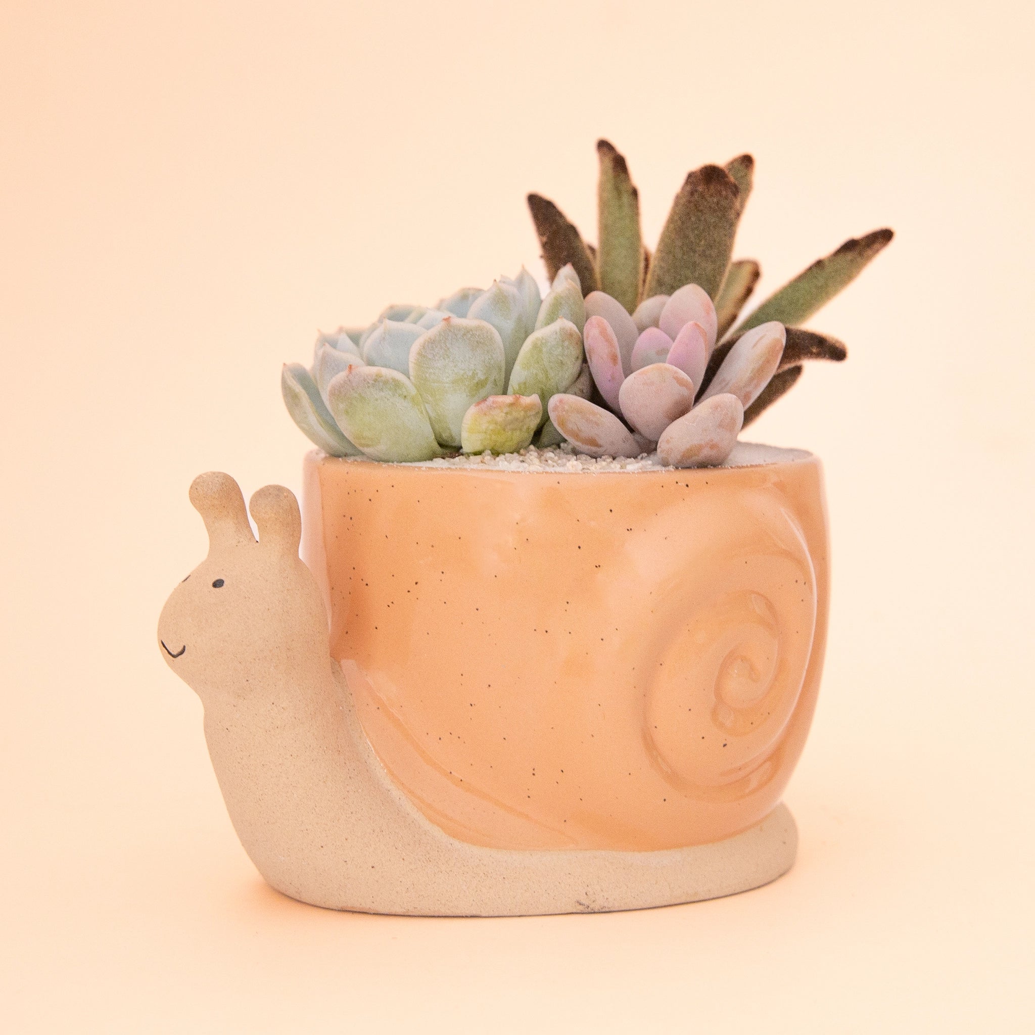 On a peachy background is an orange snail shaped planter filled with a cactus and succulent arrangement. 