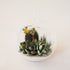 a hanging glass orb with a hole in the front for planting access and a small glass loop at the top for hanging filled in this photograph with a mini cacti and succulent garden. 