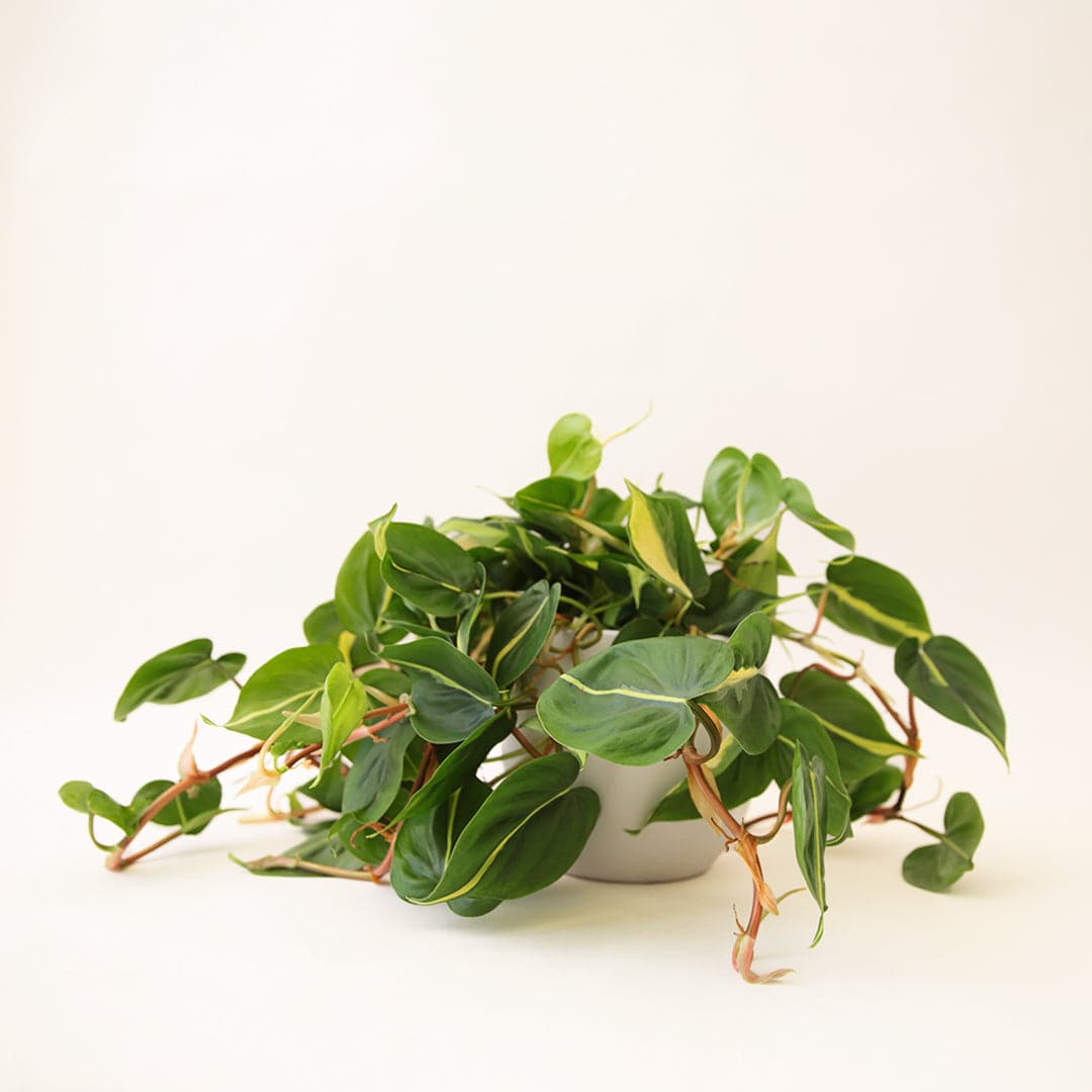 Philodendron Brasil - Thumbnail 2