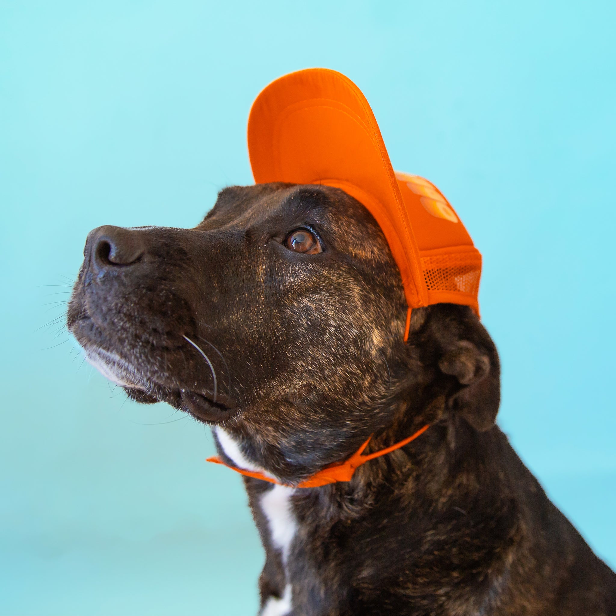 An orange puplid hat with text along the front that reads, "San Diego" and a neck strap.