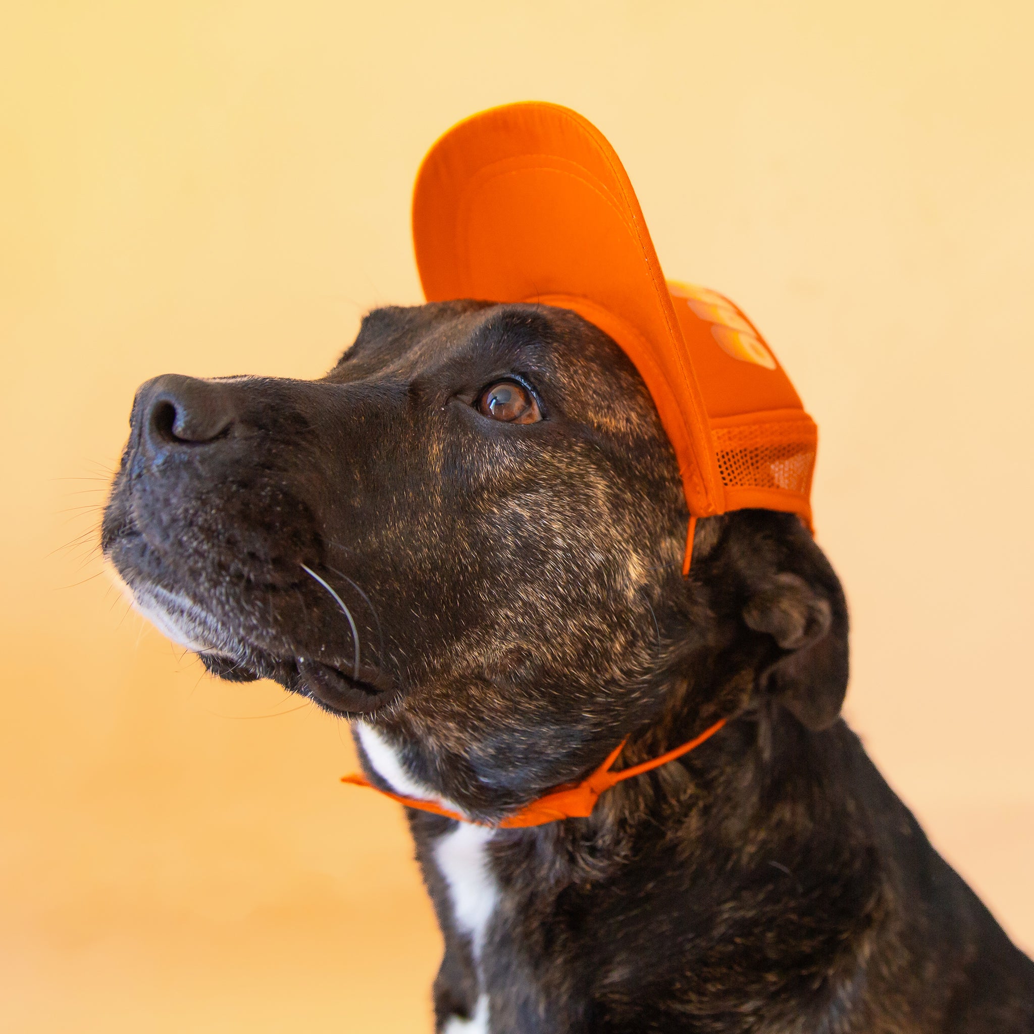 An orange puplid hat with text along the front that reads, "San Diego" and a neck strap. 