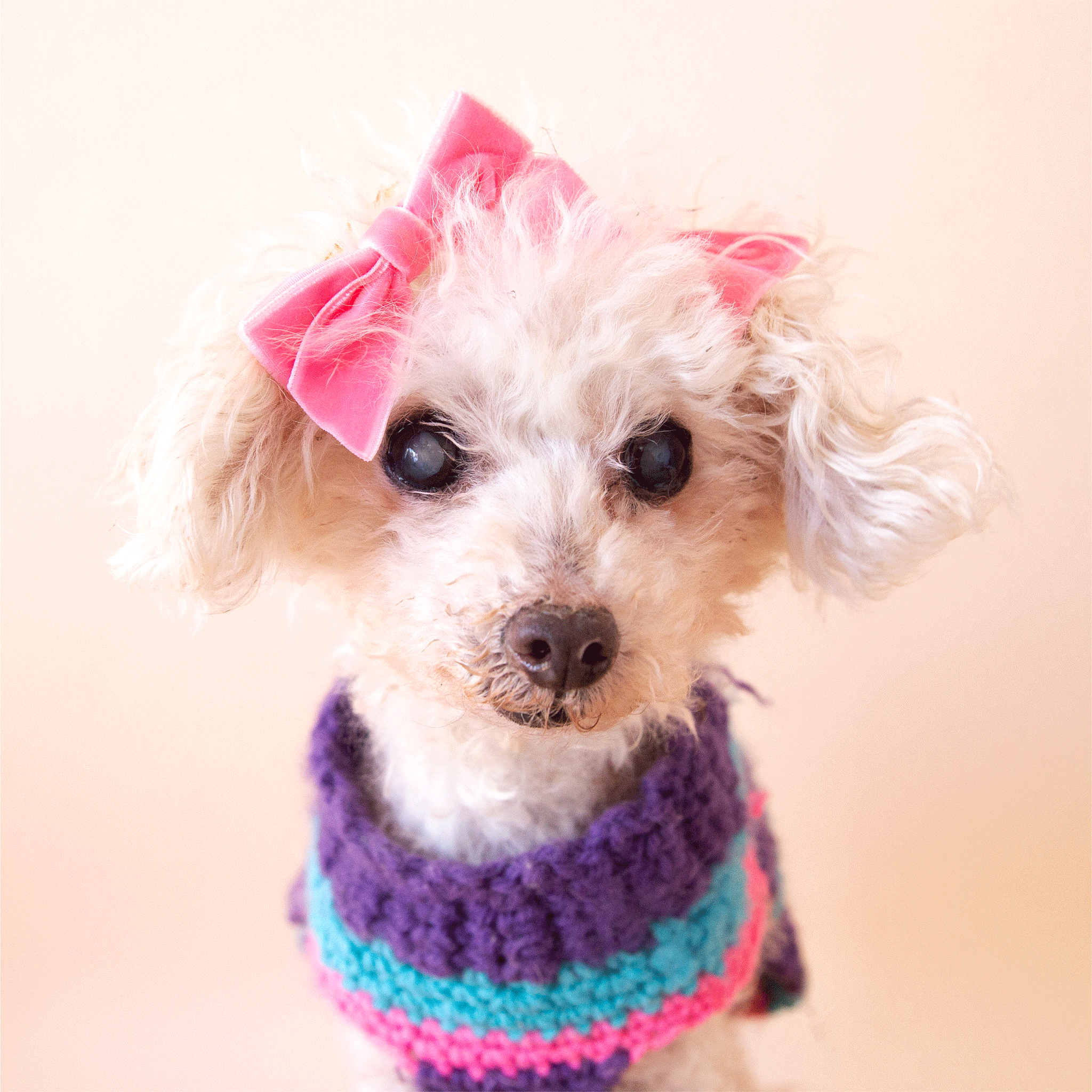 On a tan background is a small white dog wearing the velvet mini bows in the shade pink. 