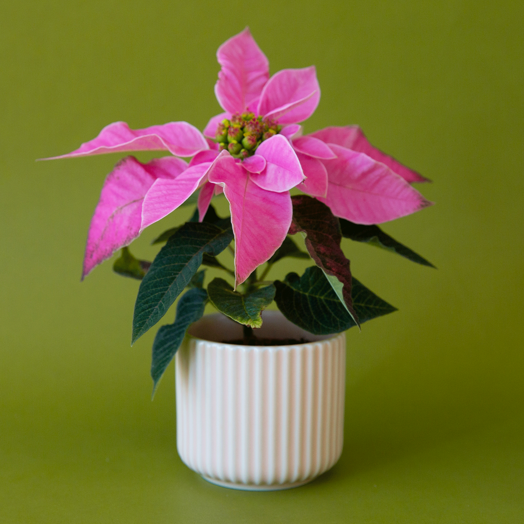 On a green background is the fluted Lucy pot filled with a hot pink Poinsettia. 