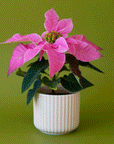 On a green background is the fluted Lucy pot filled with a hot pink Poinsettia. 