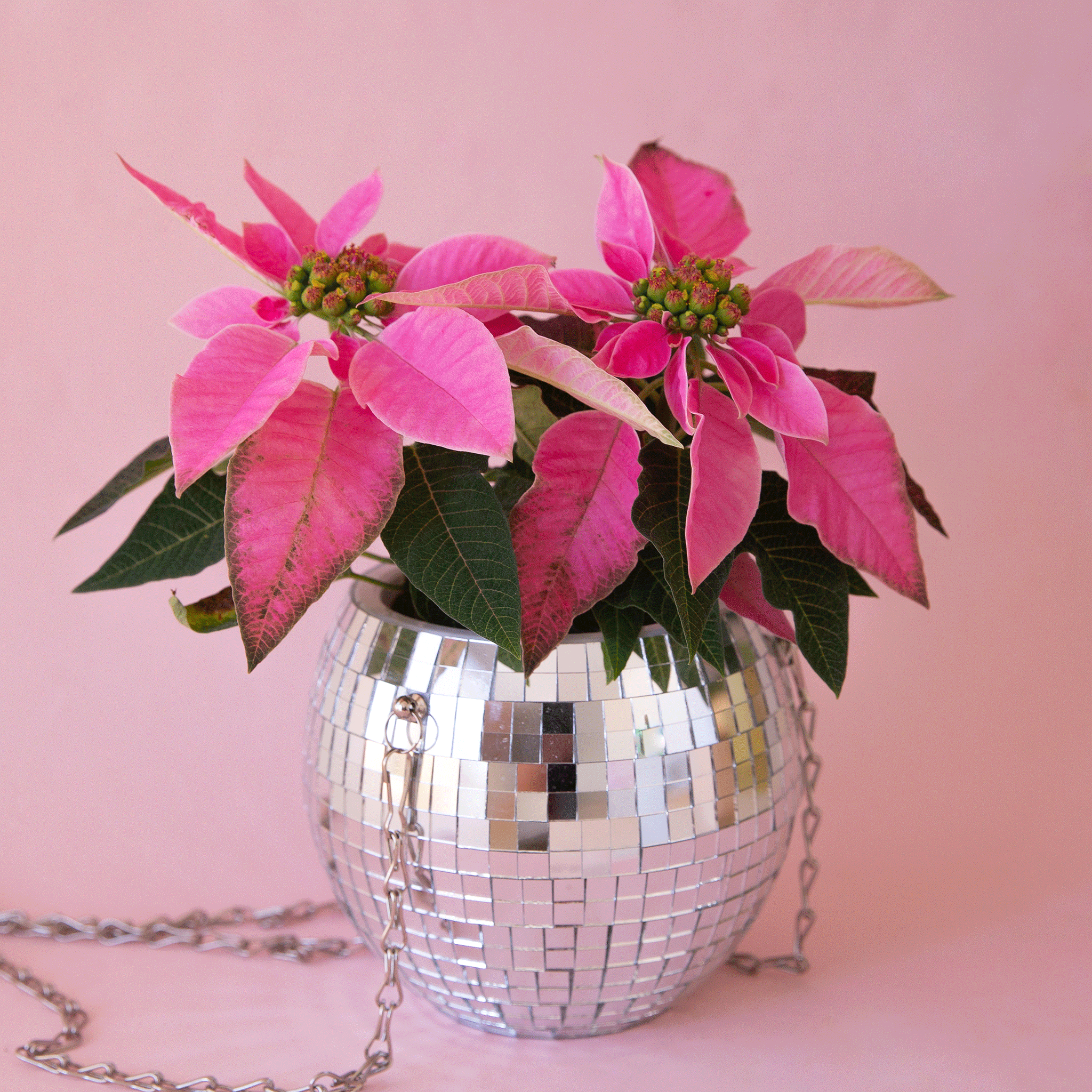 On a light pink background is a silver hanging planter with a pink poinsettia plant in it. 