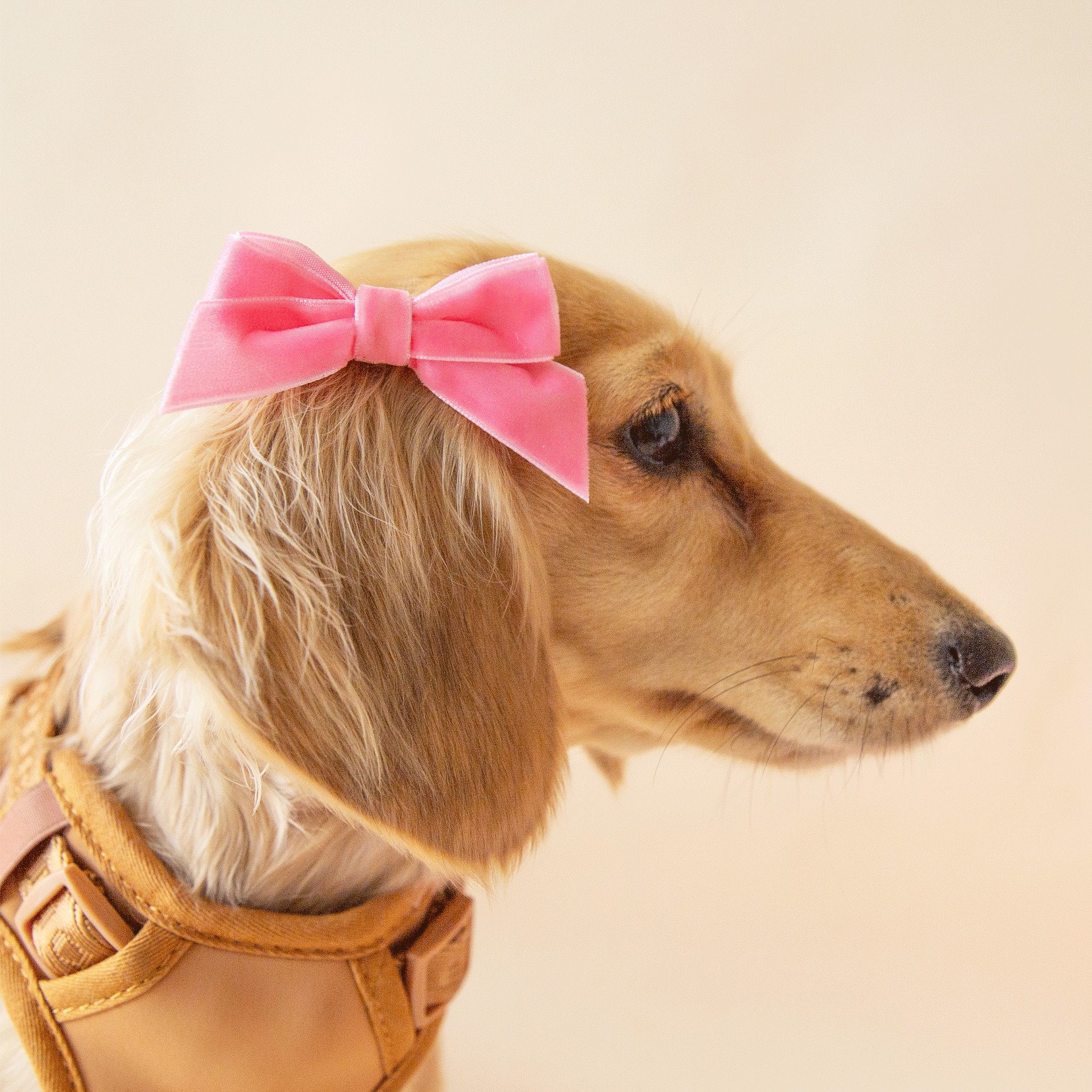 On a neutral background is a puppy wearing a velvet pink bow around her ear. 