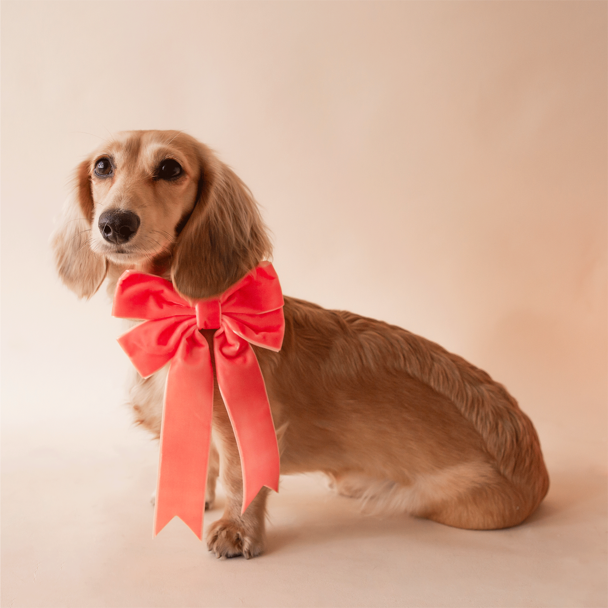 On a tan background is a dachshund wearing our velvet bow in the shape peach.