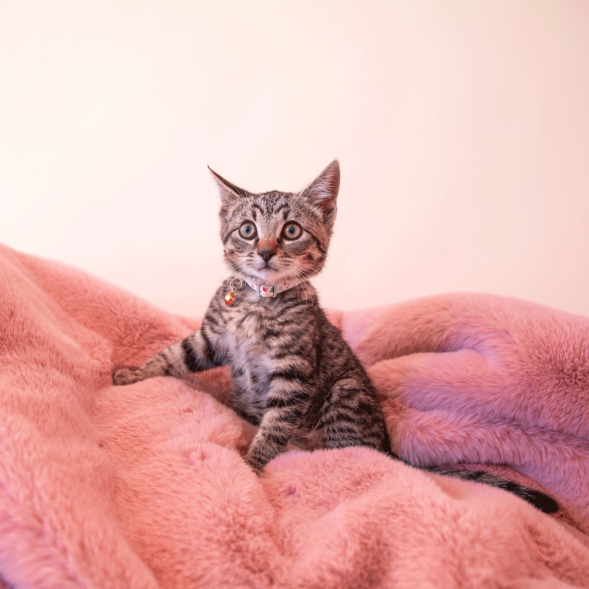 On a tan background is the dusty rose faux fur blanket with a model kitty sitting in the center.