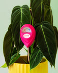 A hot pink moisture meter.