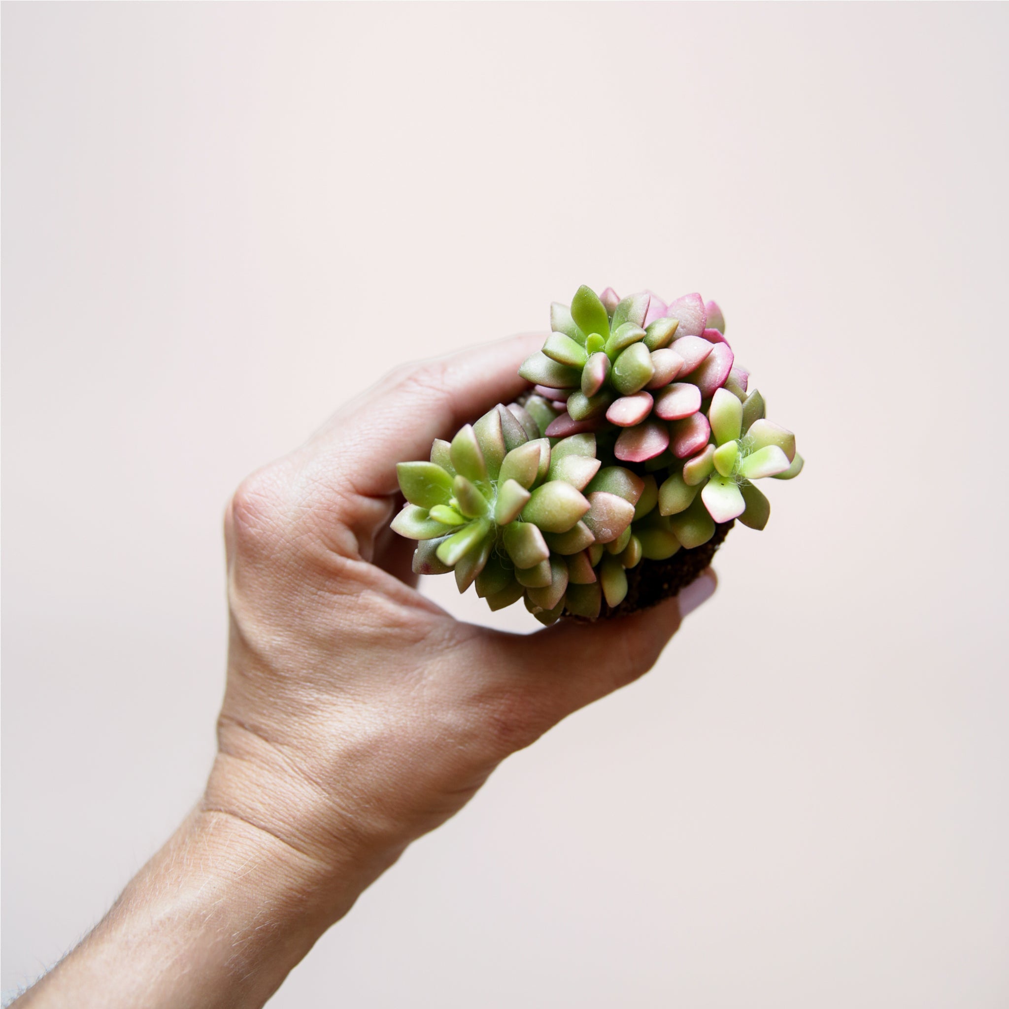 sunrise succulent bloom Anacampseros Sunrise