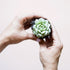 a pair of hands holding a succulent. The succulent has small sage green leaves that are in five layers. The leaves in each layer gets bigger towards the outside. 