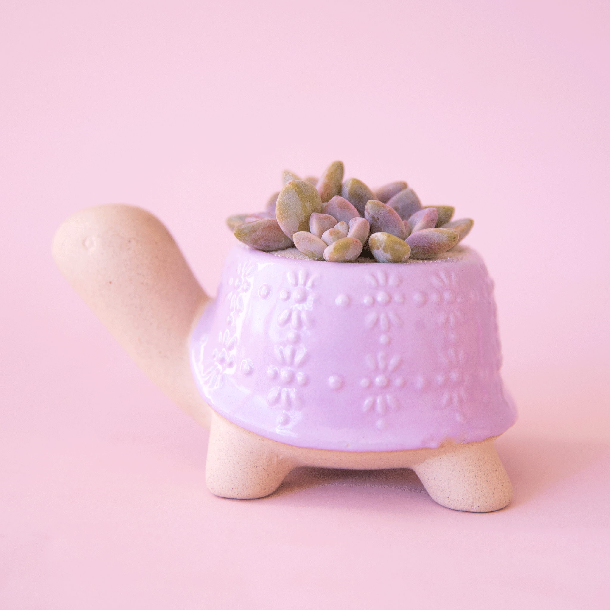 On a light pink background is lilac ceramic turtle shaped planter.