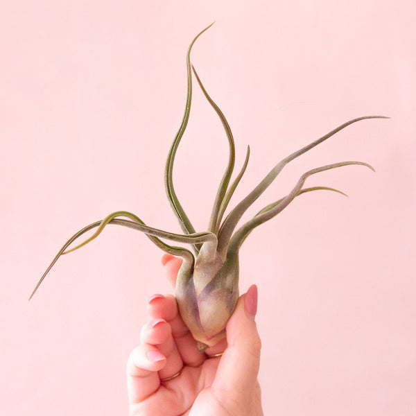 s*r様 T.caput-medusae 'Sonoran ' x T. Tillandsia caput-medusae Sonoran Snow – Tillandsia In Hawaii