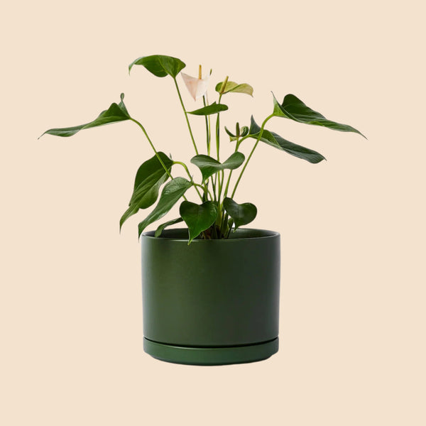 planter and saucer Ceramic Cylinder Planter & Saucer