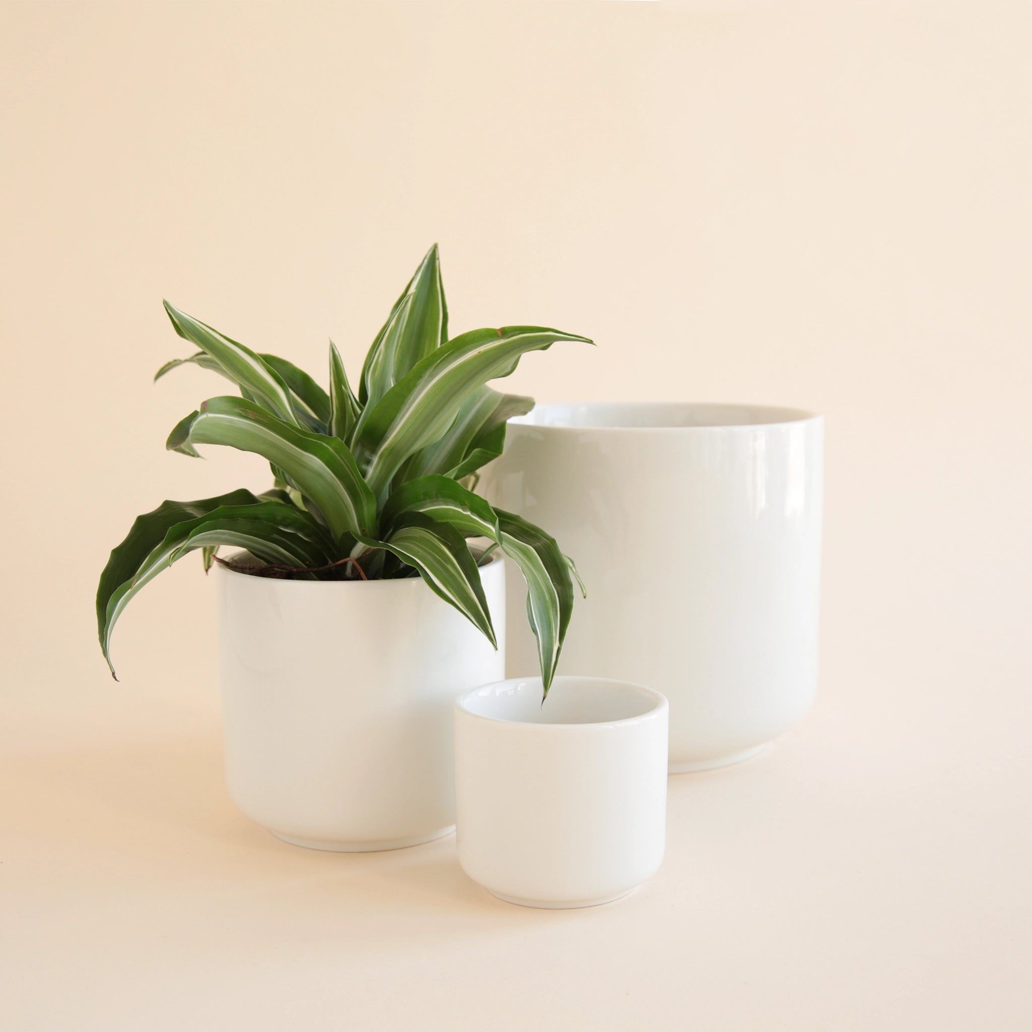 On a tan background is three different sized white ceramic planters with a glossy finish. 