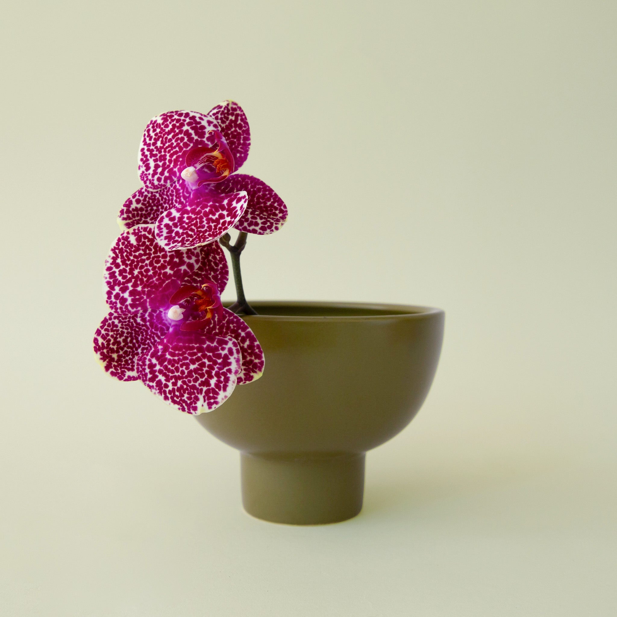 An olive green ceramic pedestal planter. 