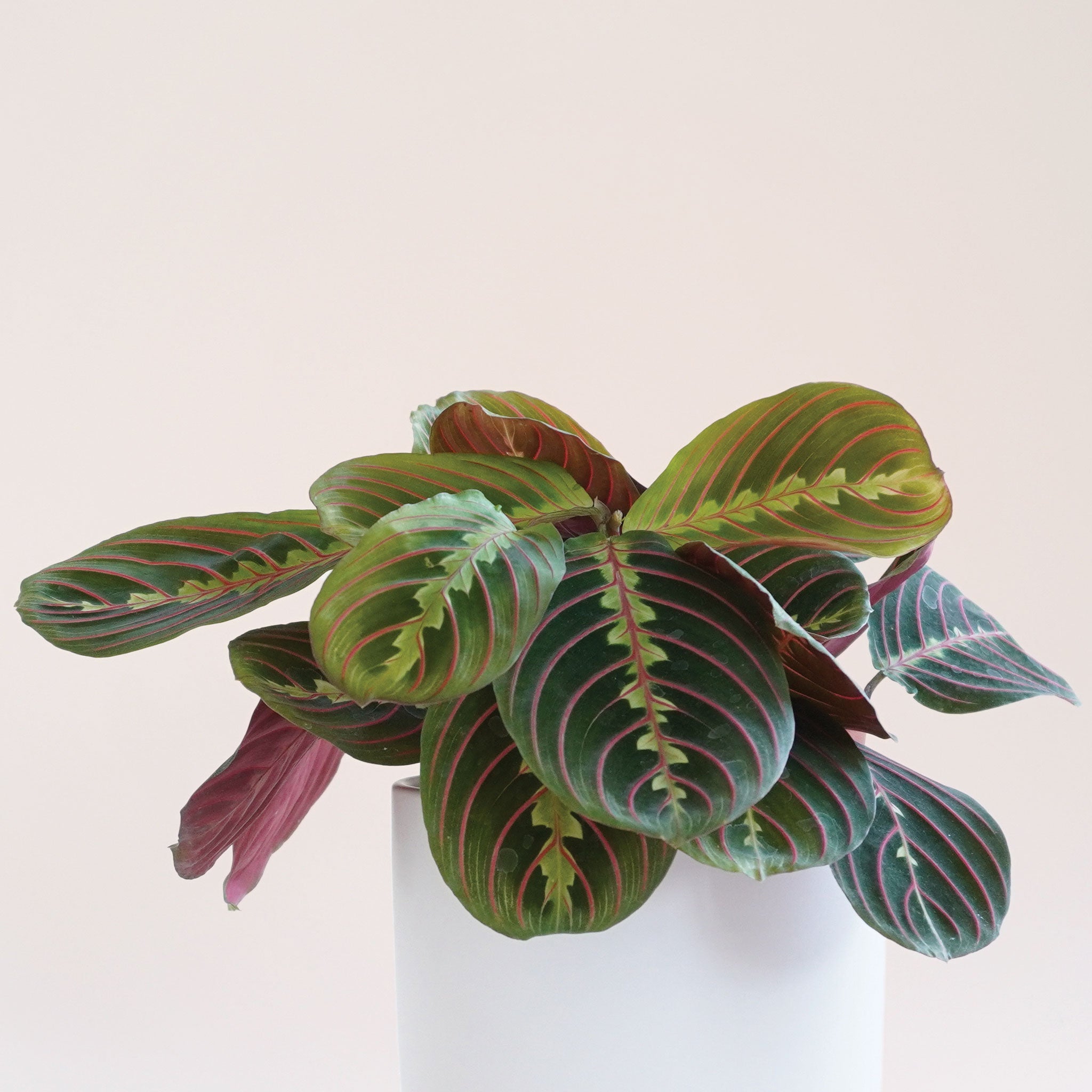 red prayer plant seeds Maranta | Prayer Plant
