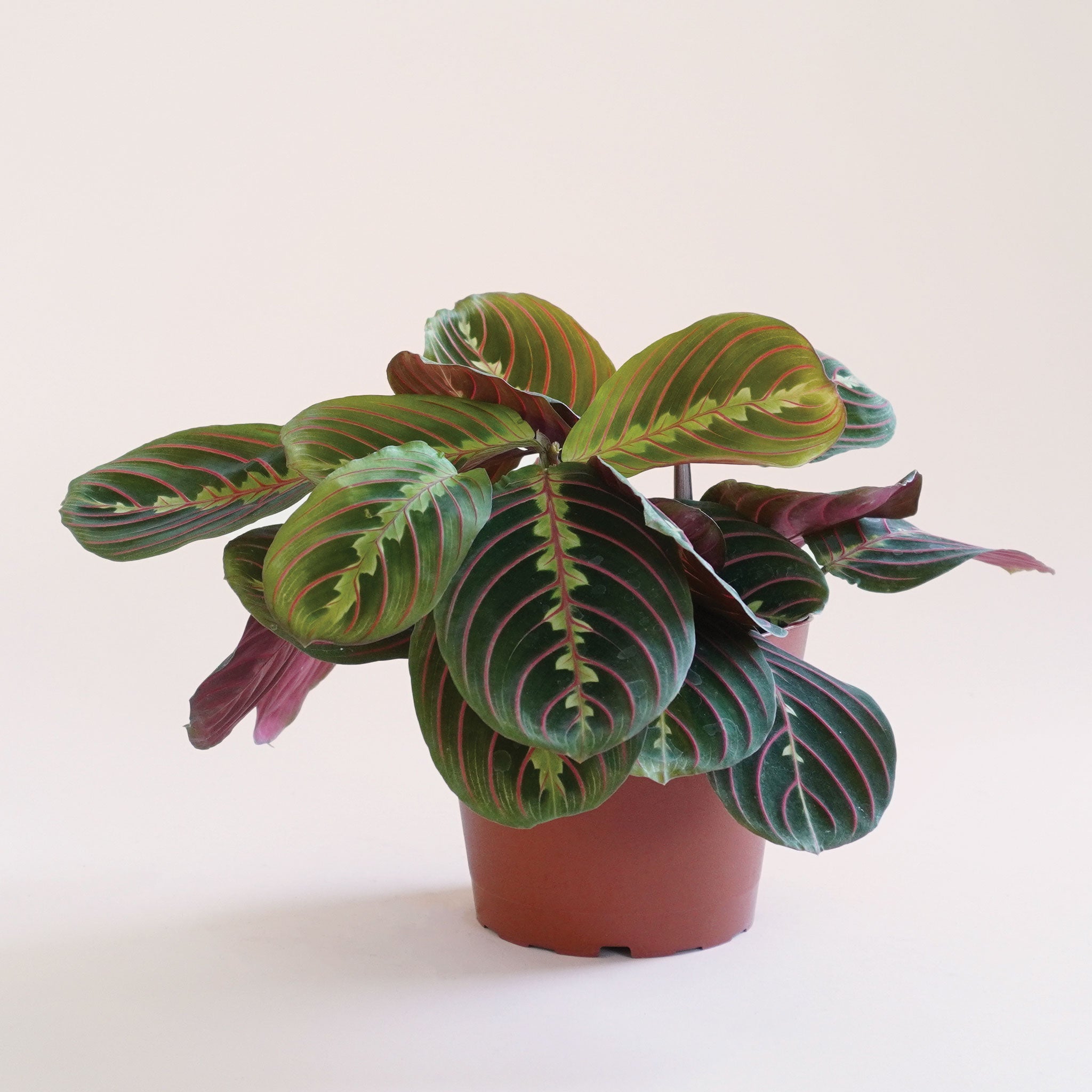 prayer red plant Maranta | Prayer Plant