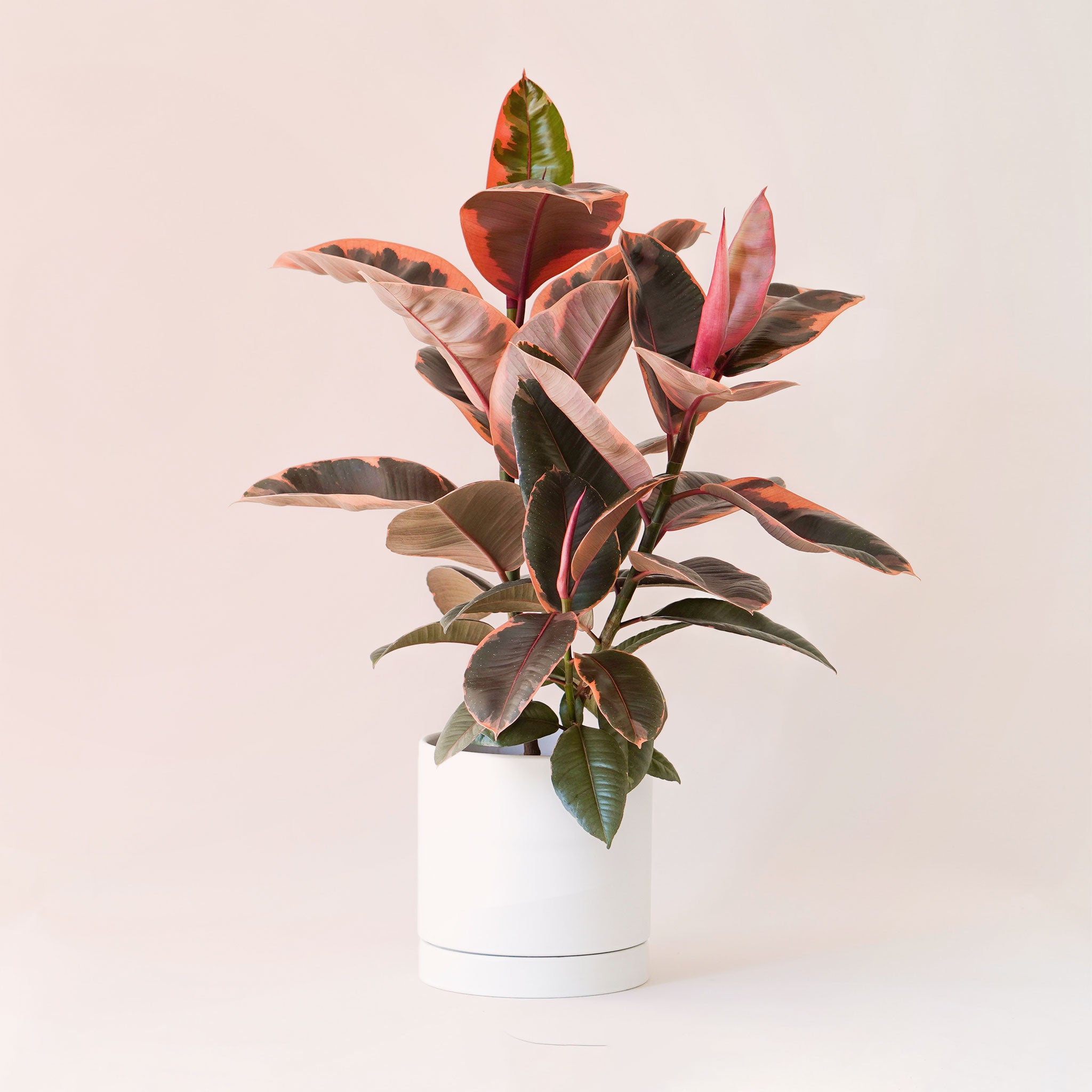 A house plant in a white pot that has rounded dark green leaves with a ton of reddish and pink variegation.