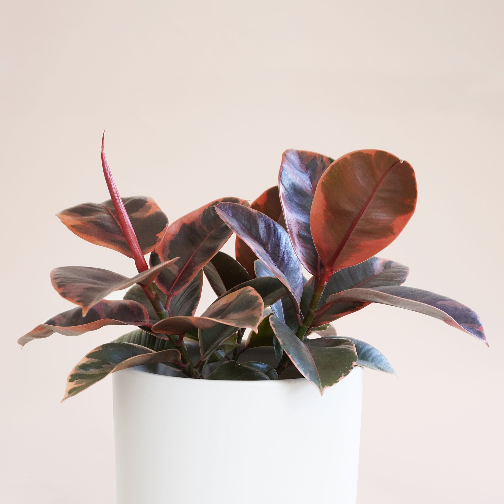 A house plant in a white pot that has rounded dark green leaves with a ton of reddish and pink variegation.