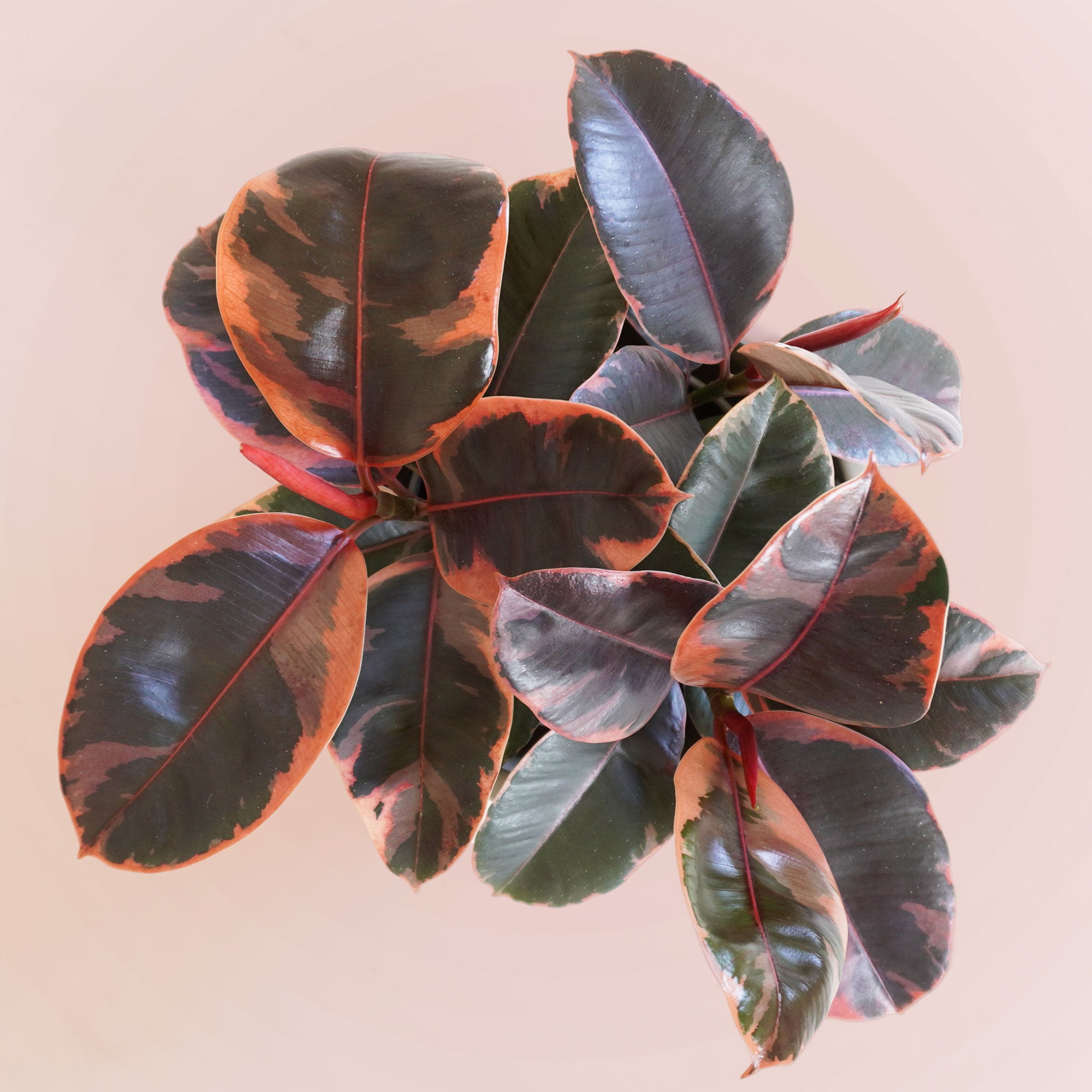 birds eye view of A house plant in a white pot that has rounded dark green leaves with a ton of reddish and pink variegation.