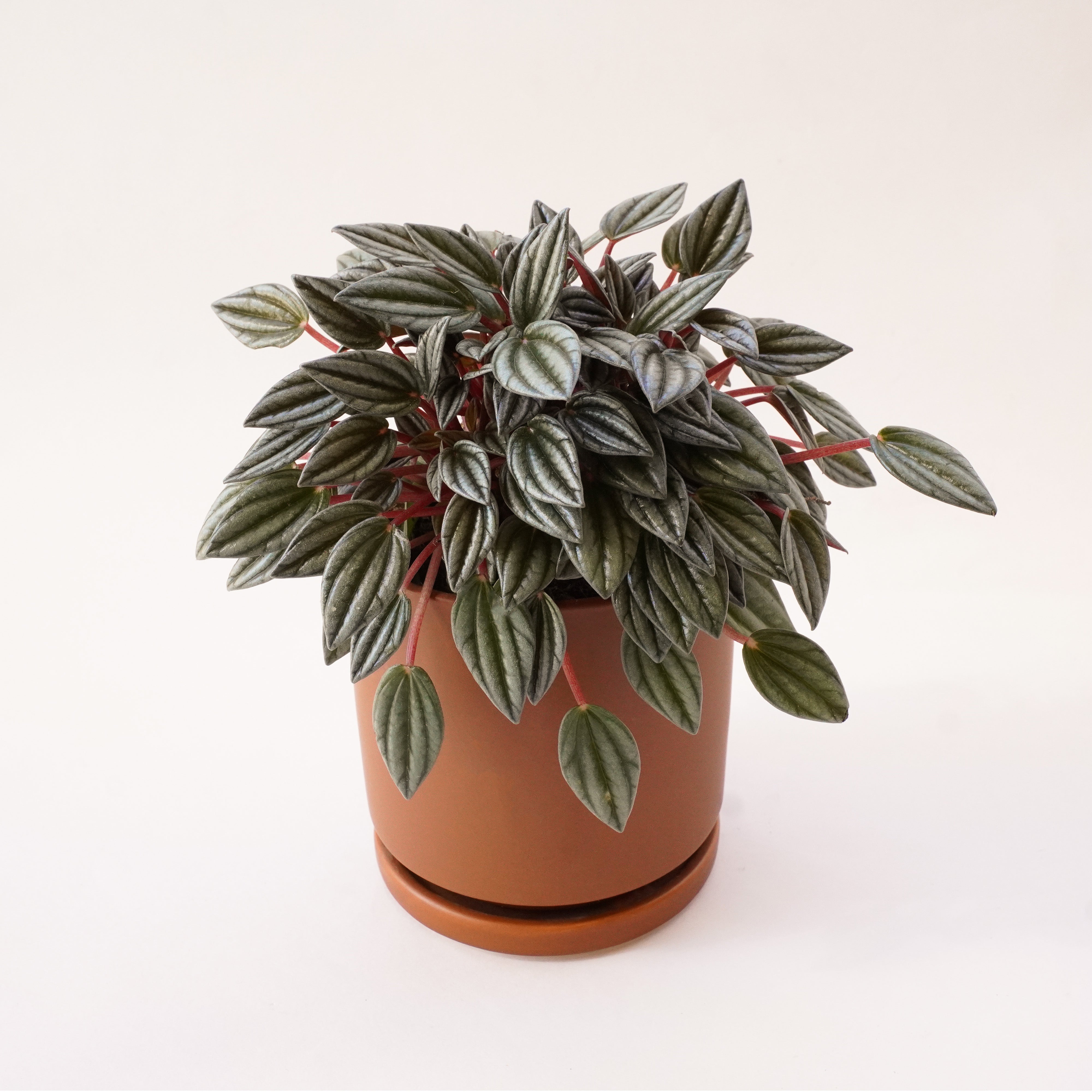 Pigment Peperomia San Marino - Thumbnail 5