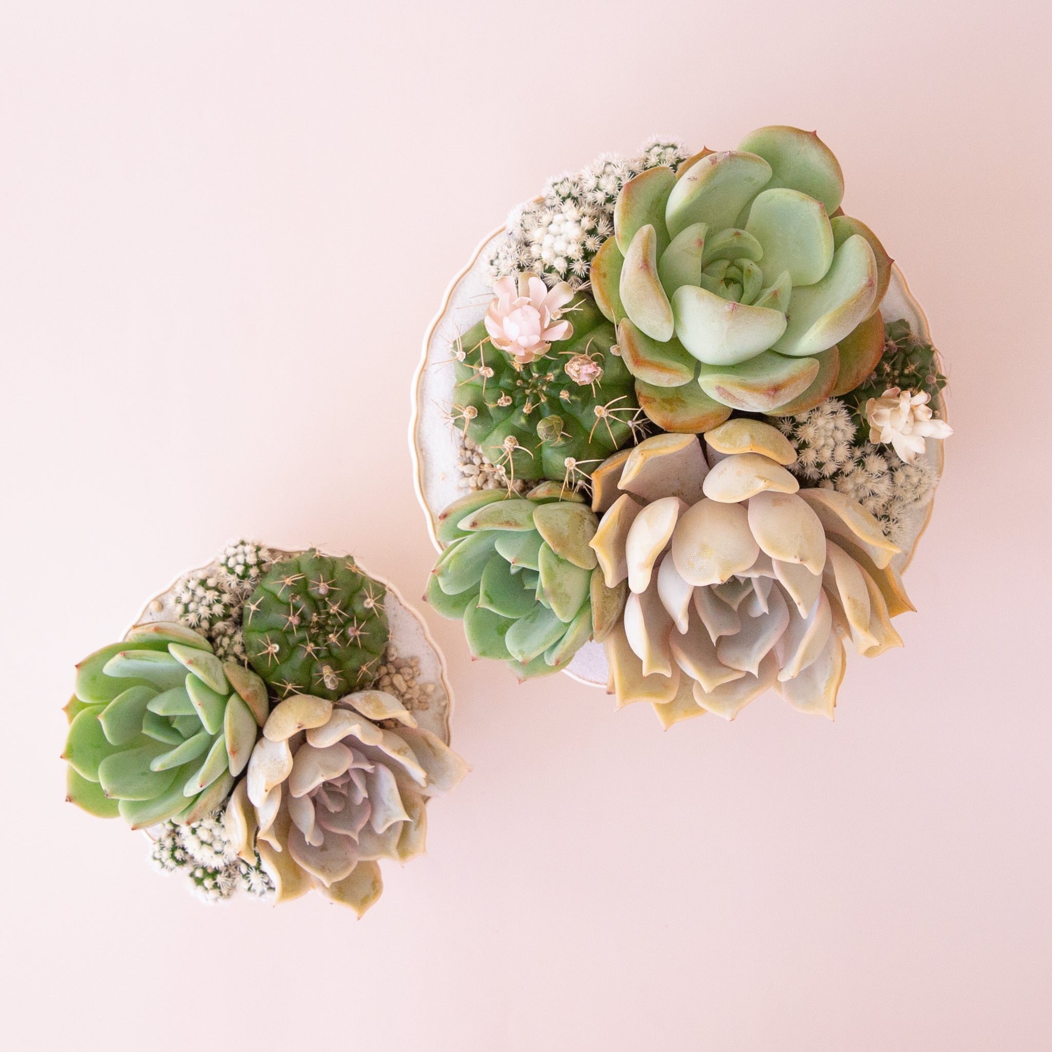 A scalloped ceramic pedestal bowl with a gold rim filled with a succulent arrangement that is not included with purchase. 