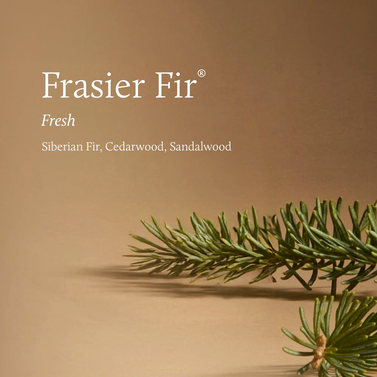 Frasier Fir 'Fresh' fragrance packaging or label design featuring white text on a warm tan background with green pine branches in the lower right corner.