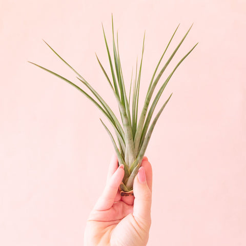 circinata air plant Tillandsia
