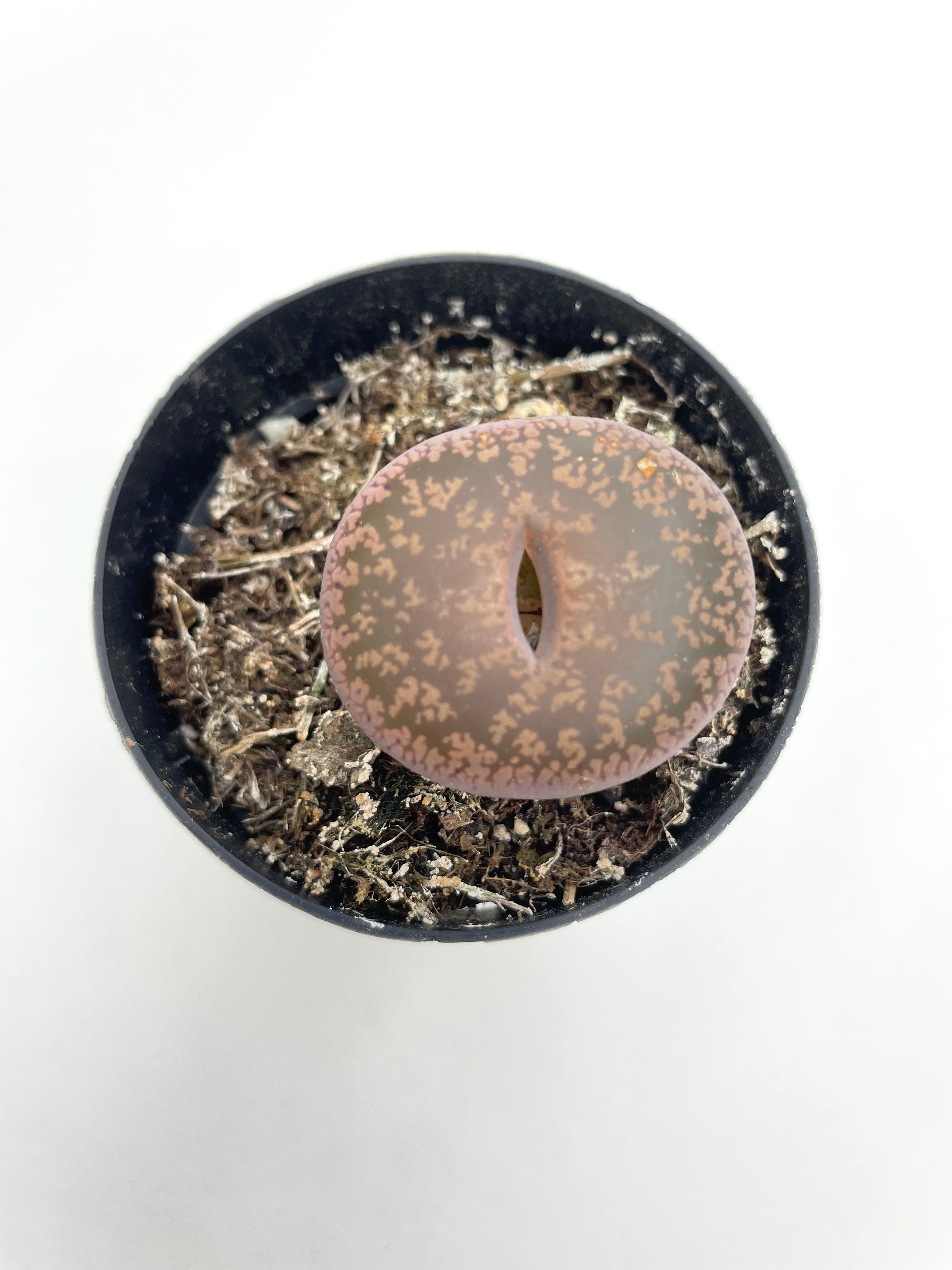 Lithops - Stoneface