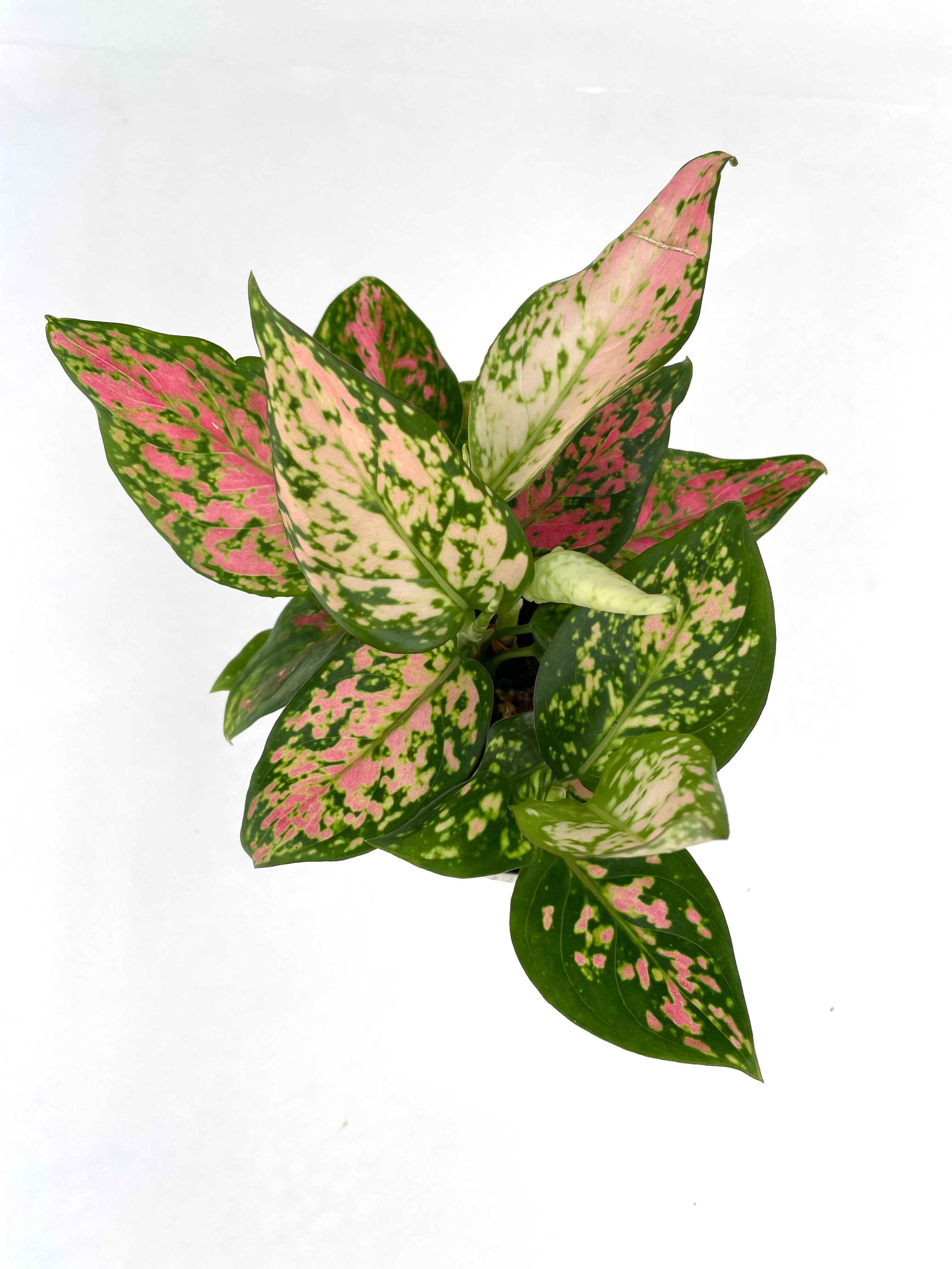 Aglaonema - Lady Valentine
