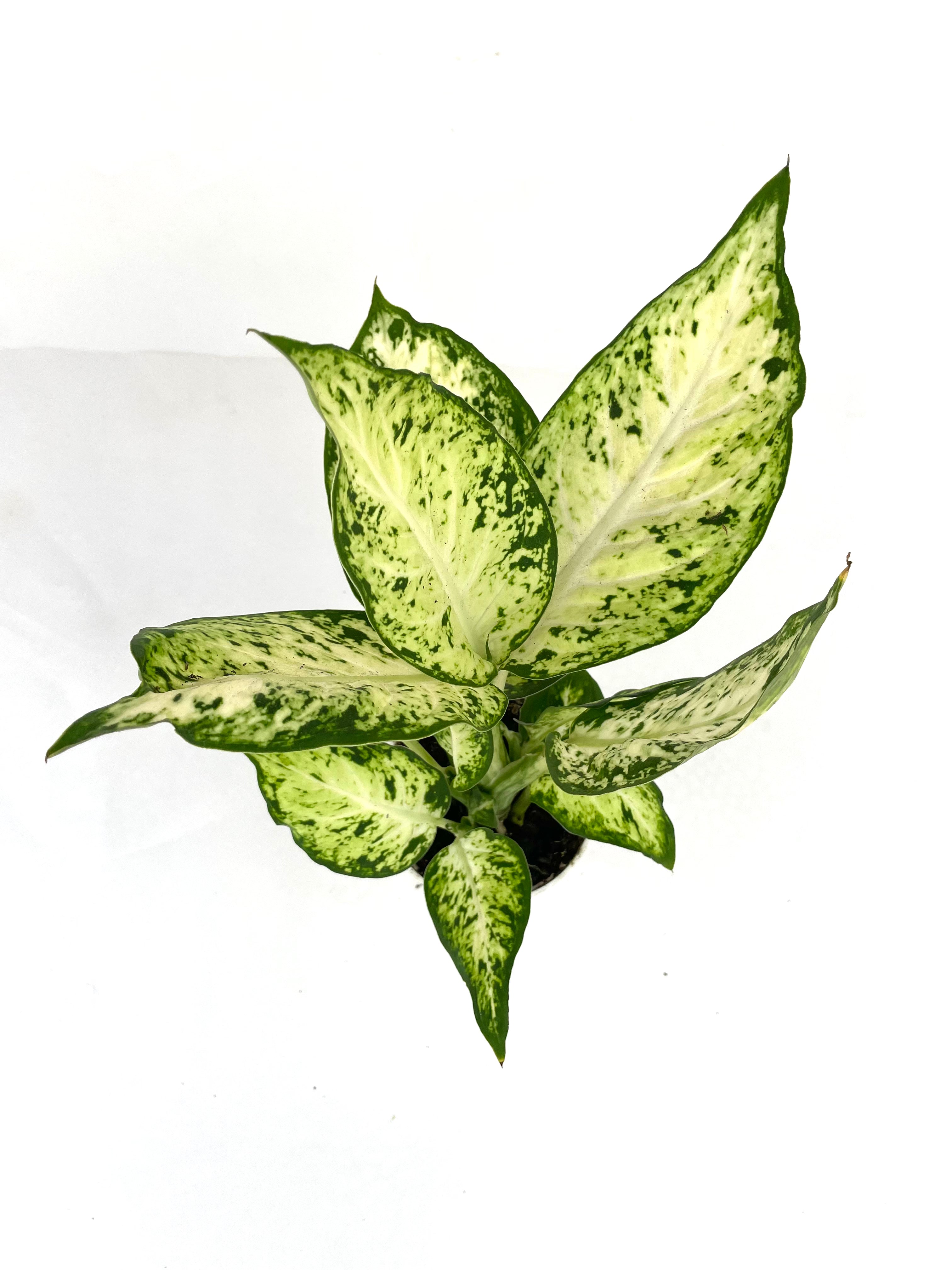 Dieffenbachia - Amy