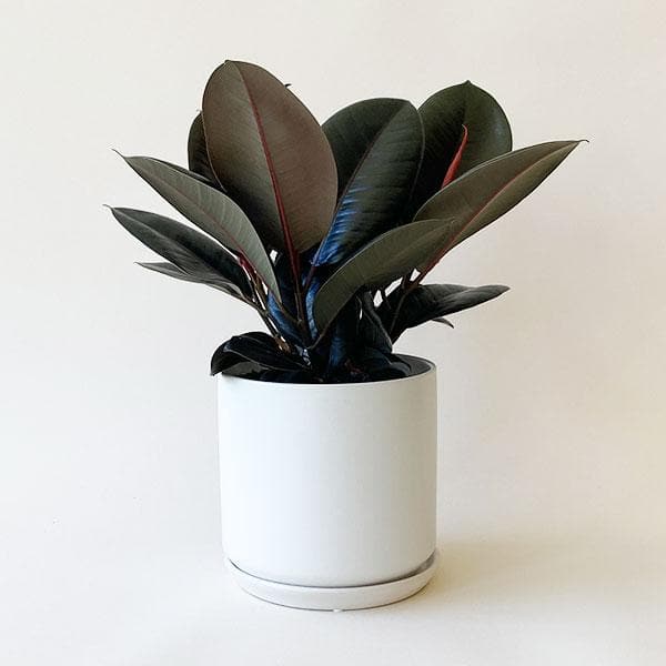 a ficus elastica burgundy plant with dark deep green leaves in a white pot