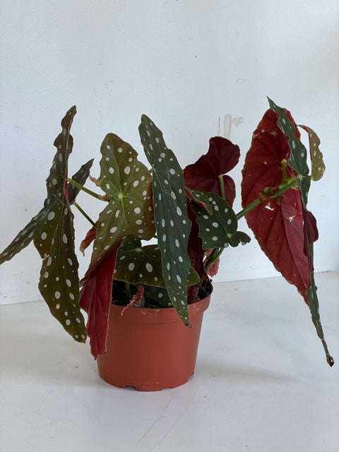 Begonia - Maculata