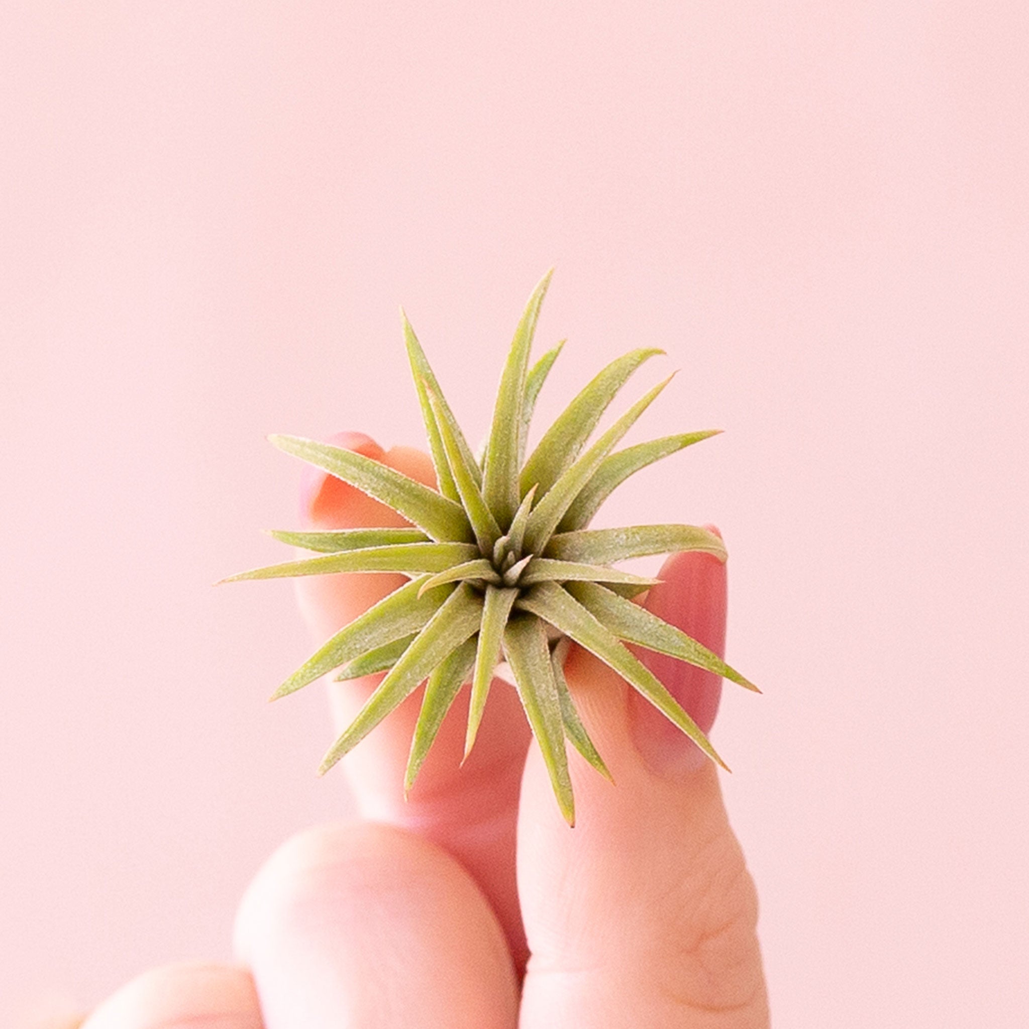 ionantha air plant Tillandsia