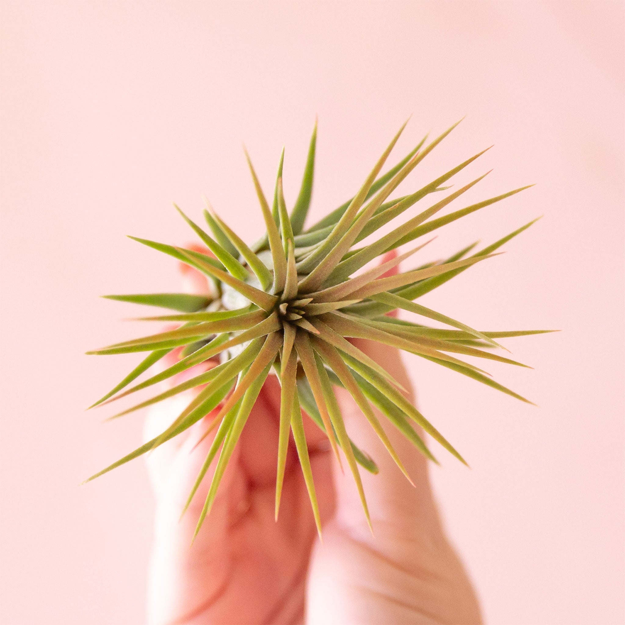pink air plant Tillandsia