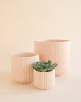 On an ivory background is three different sized pink ceramic planters with fluting and a rounded base.