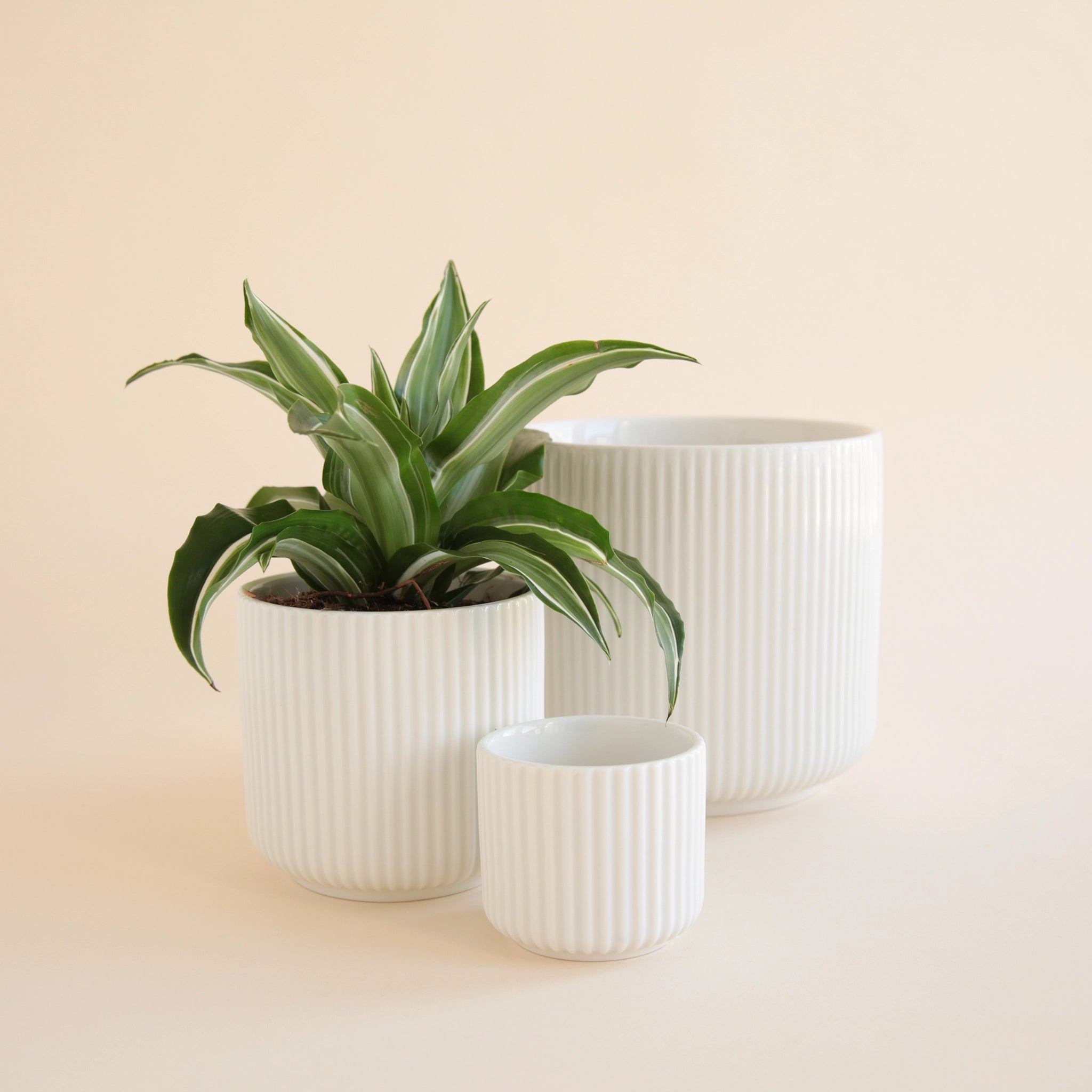 On an ivory background is three different sized white ceramic planters with a fluting detailing and a rounded bottom.