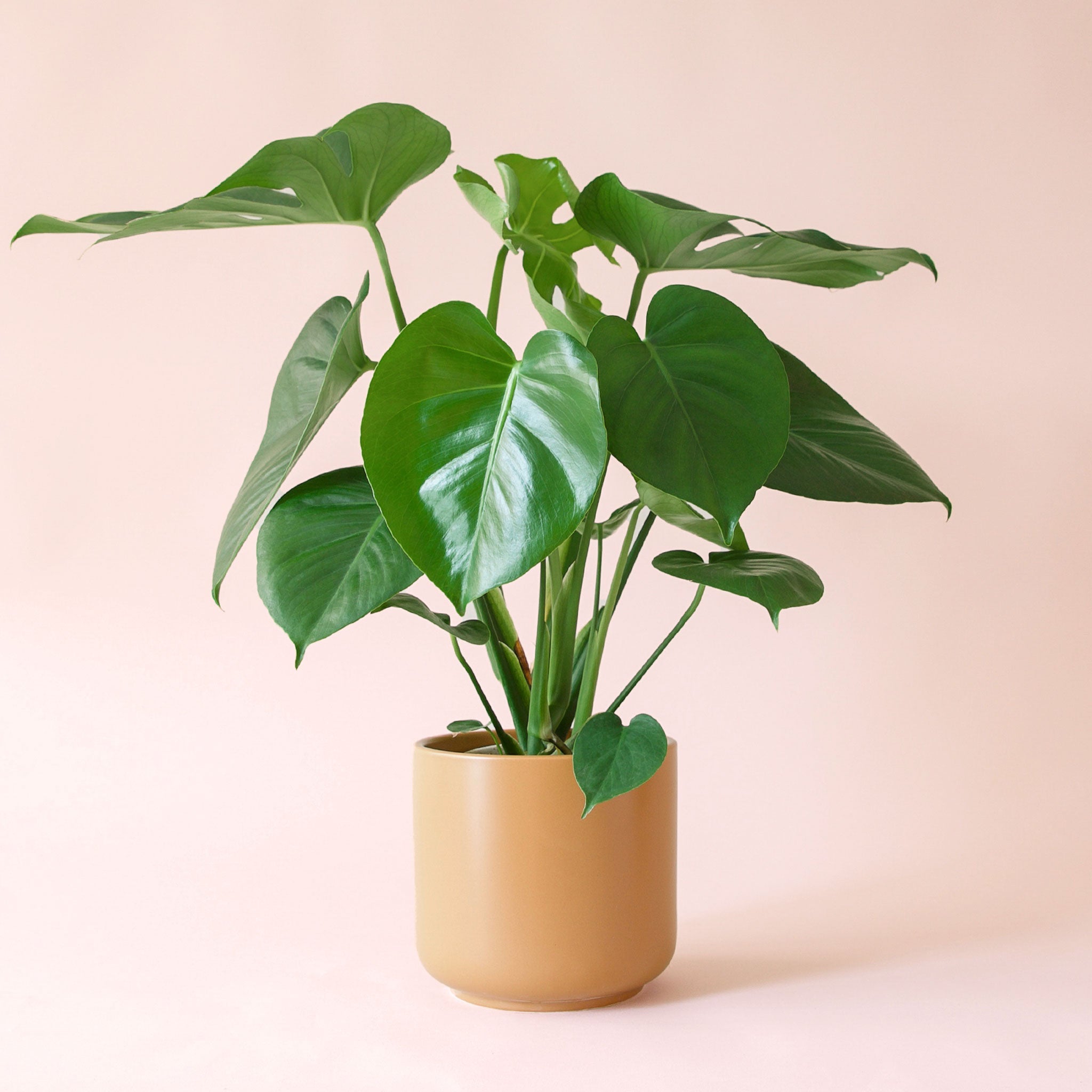 Monstera Deliciosa - Thumbnail 5