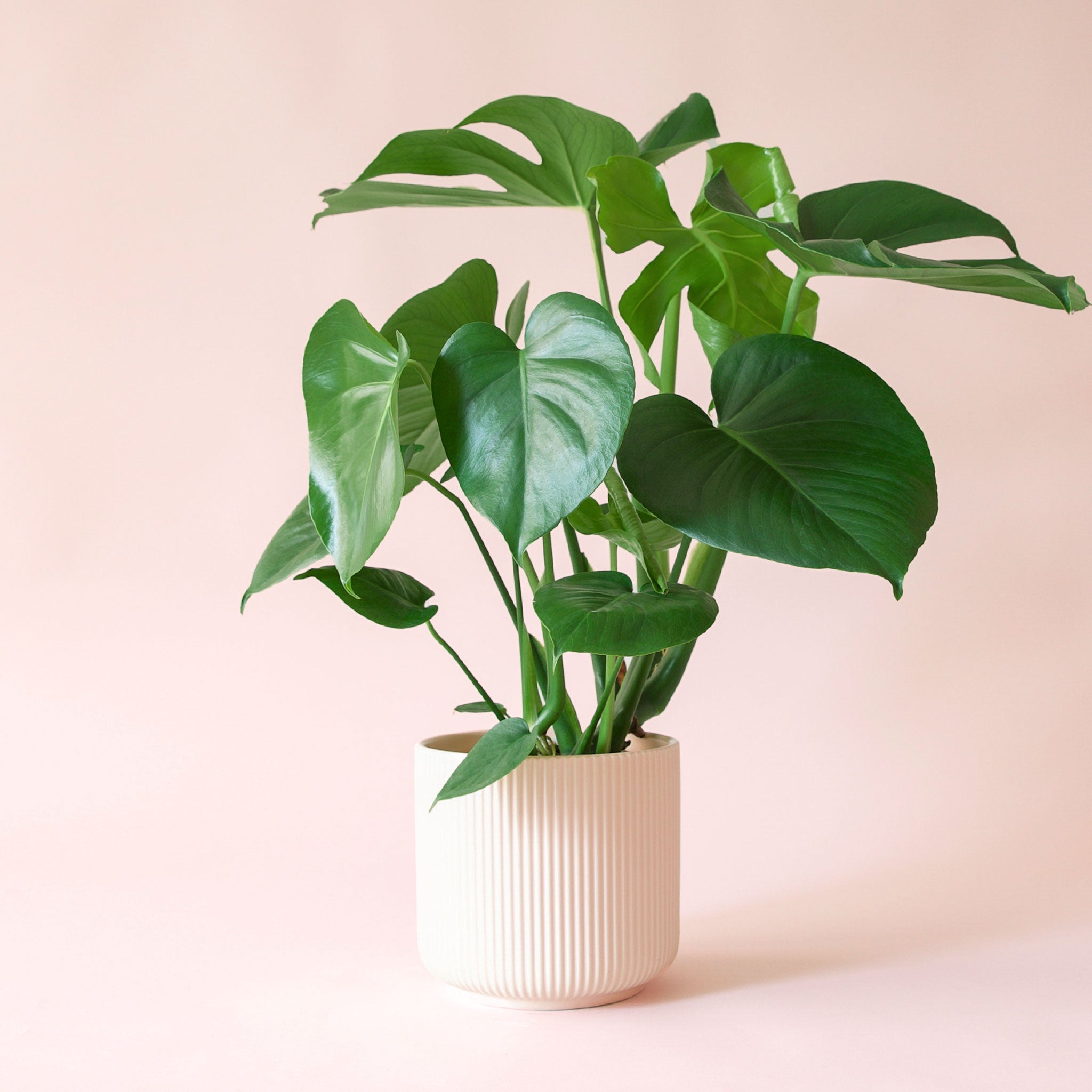 baby deliciosa monstera Monstera