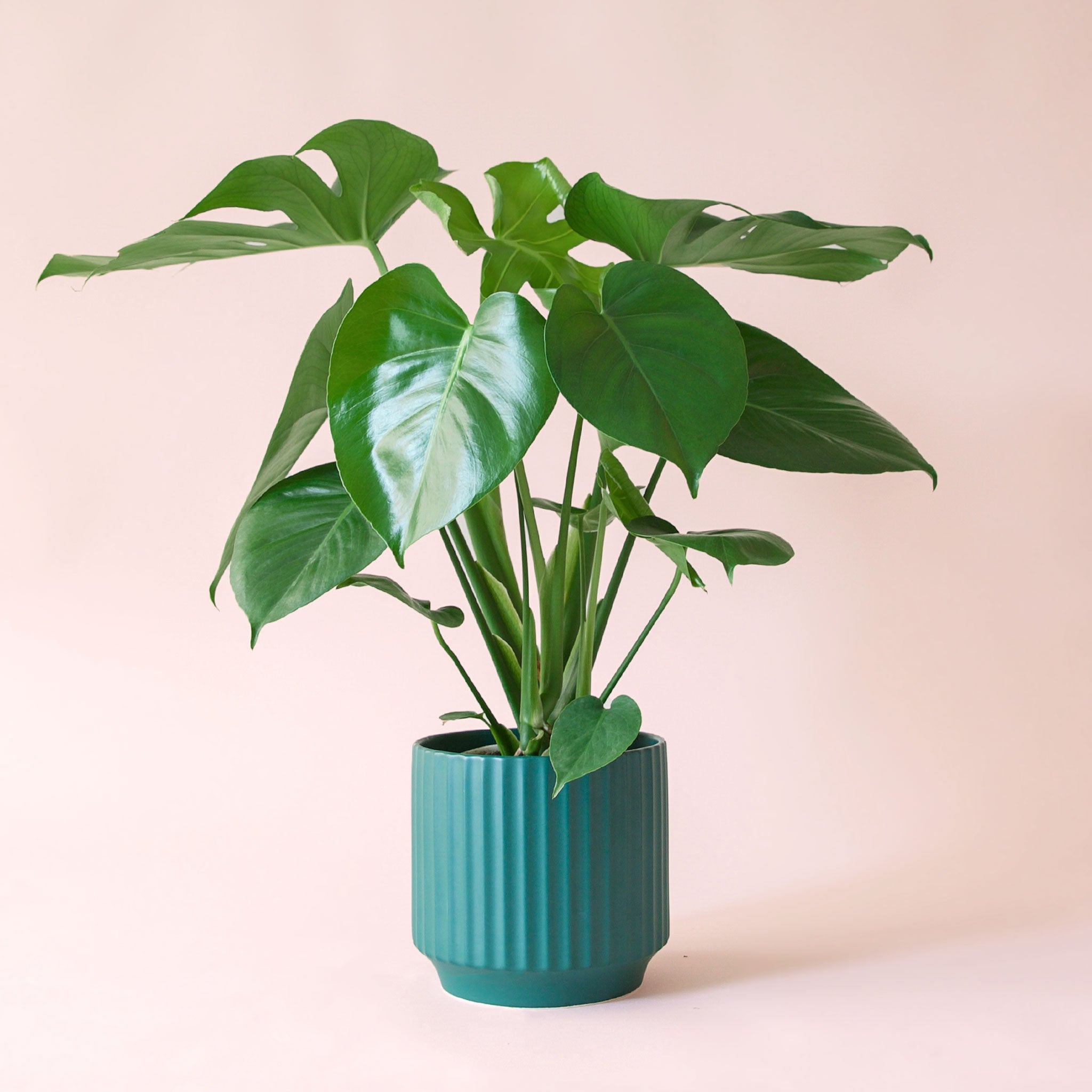 Pigment Monstera Deliciosa - Thumbnail 5