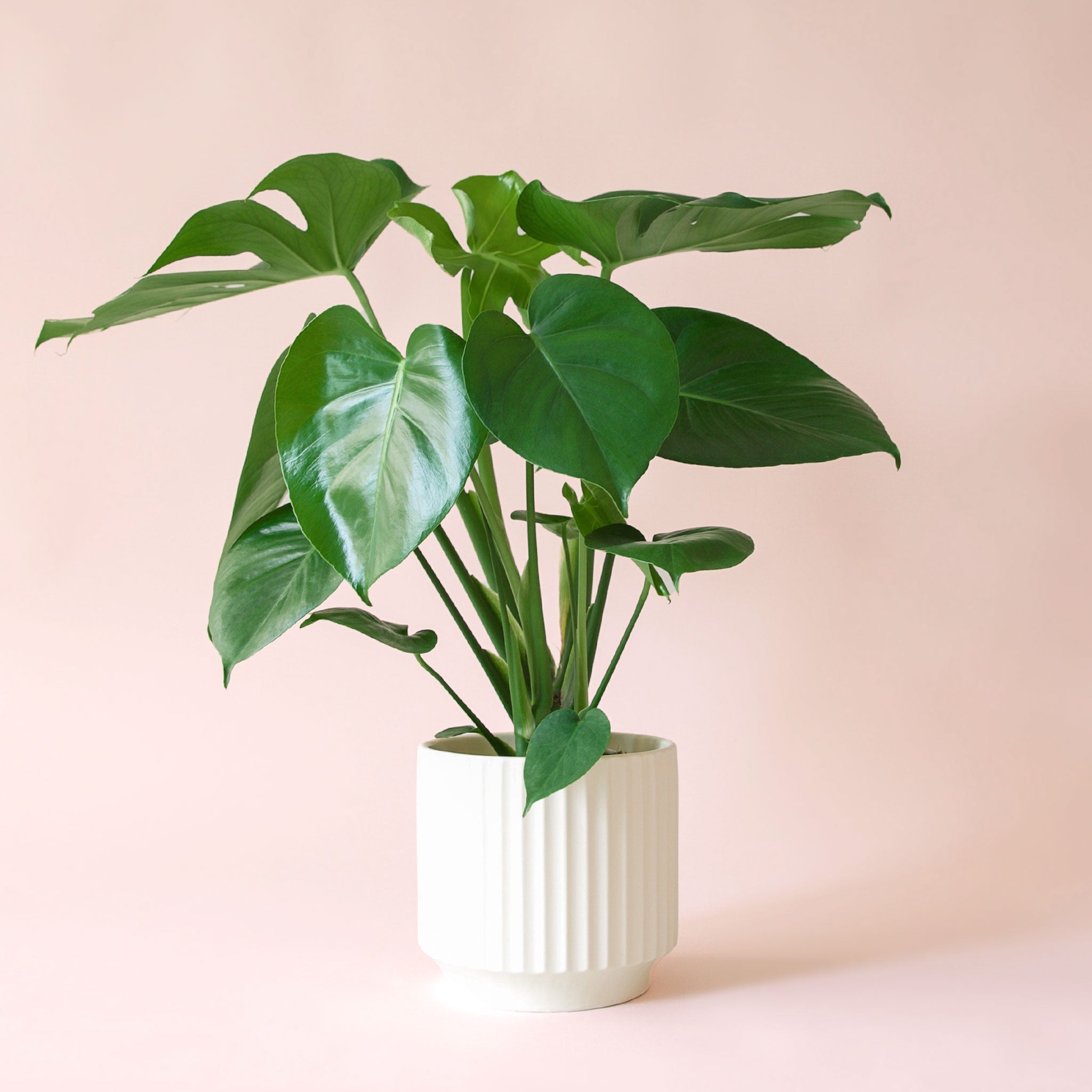 Monstera Deliciosa