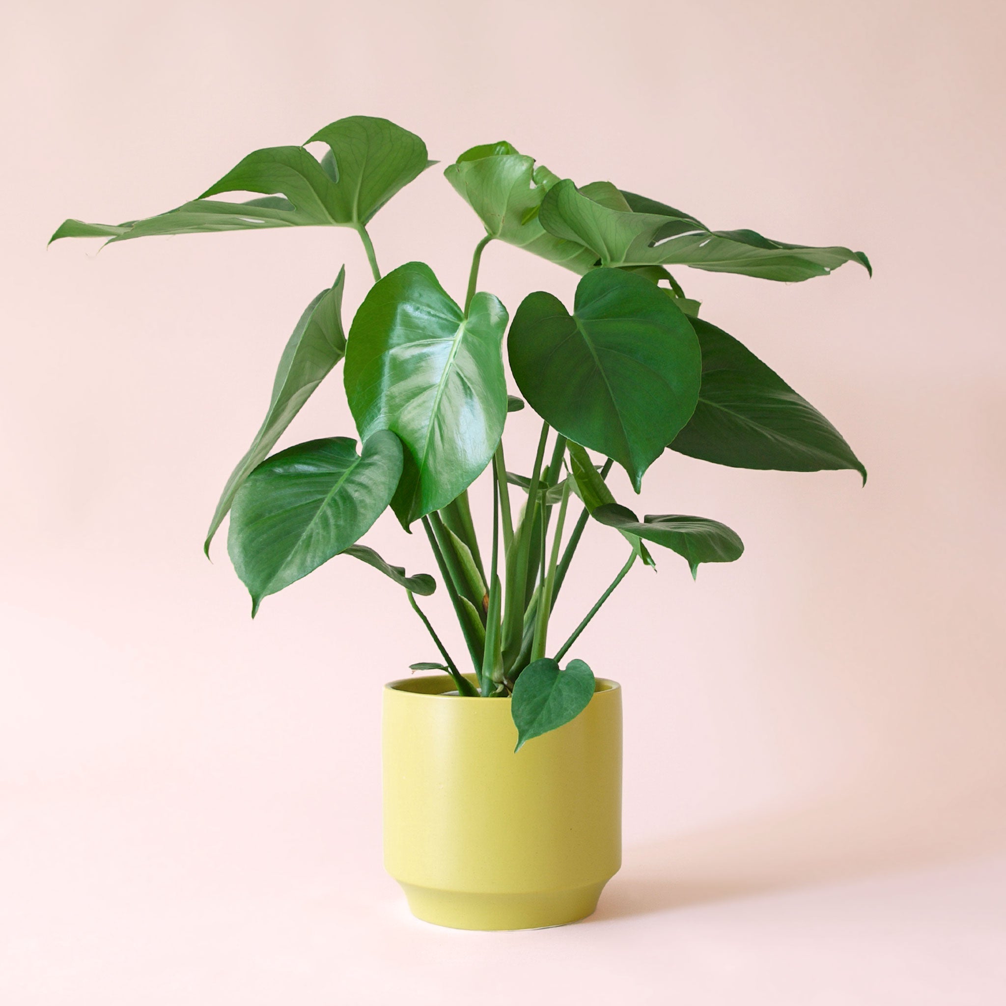 buy monstera deliciosa Monstera